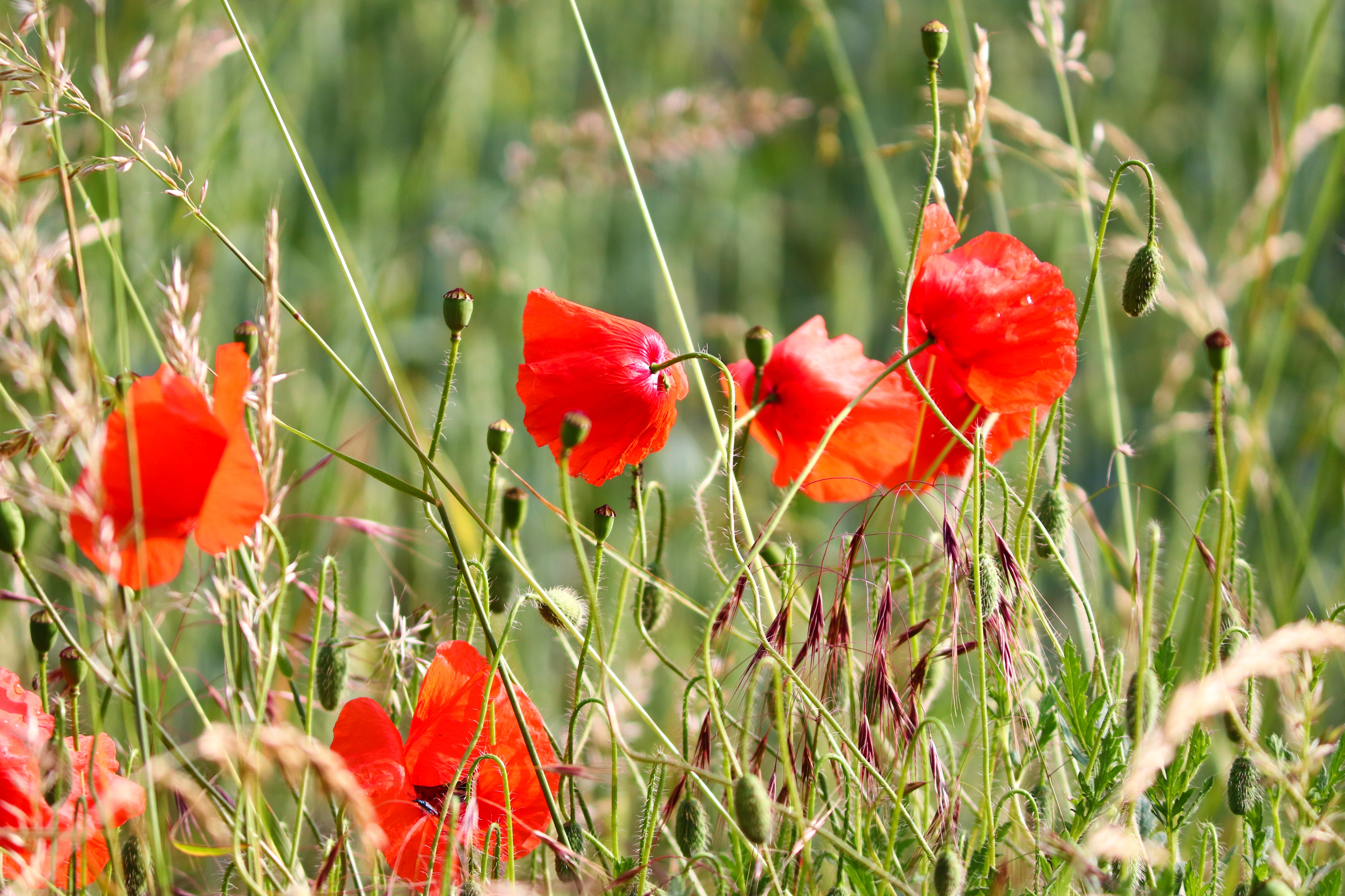 Wallpapers flowers poppies flower-bud on the desktop