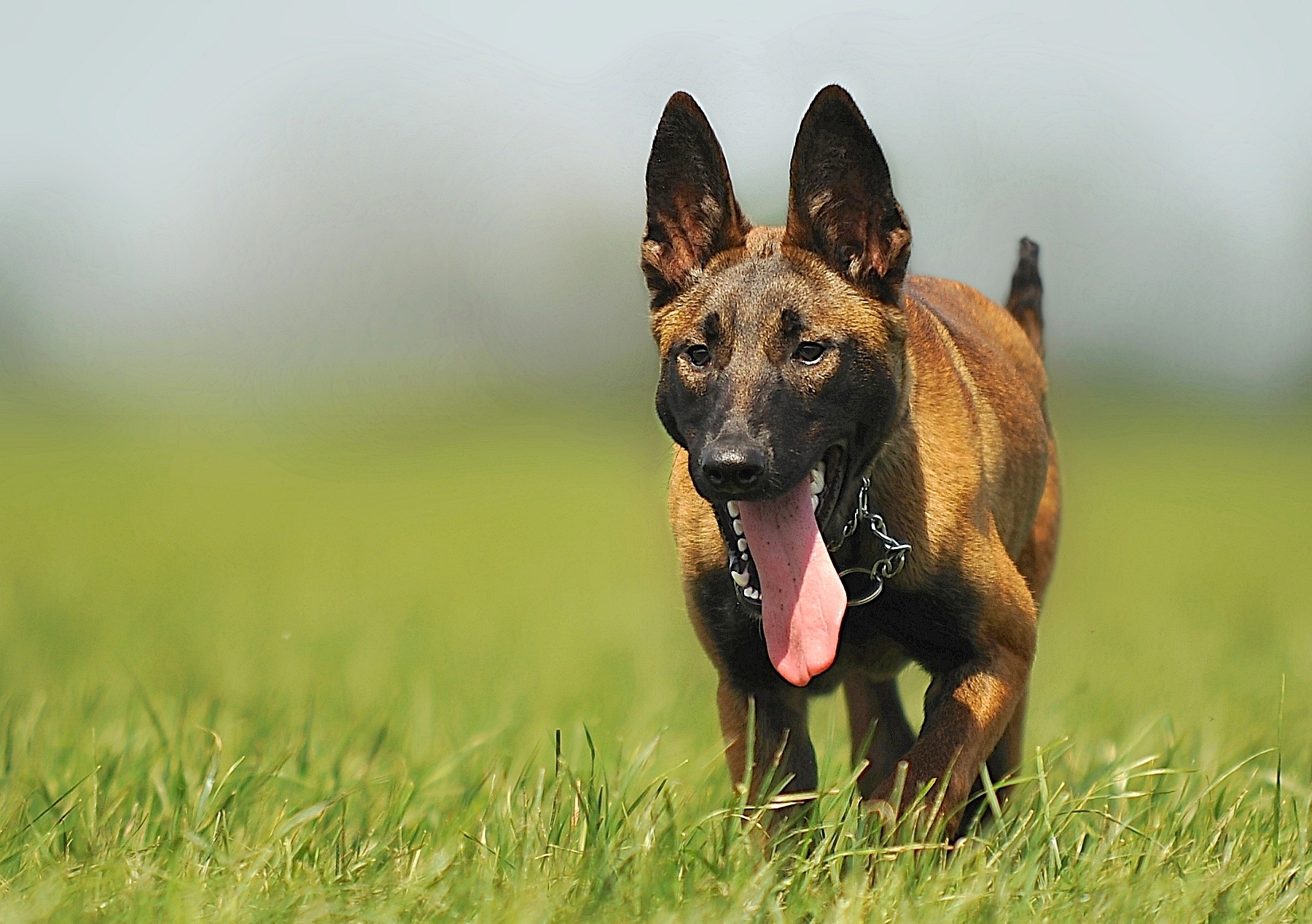 Free photo A tired dog runs across the green grass