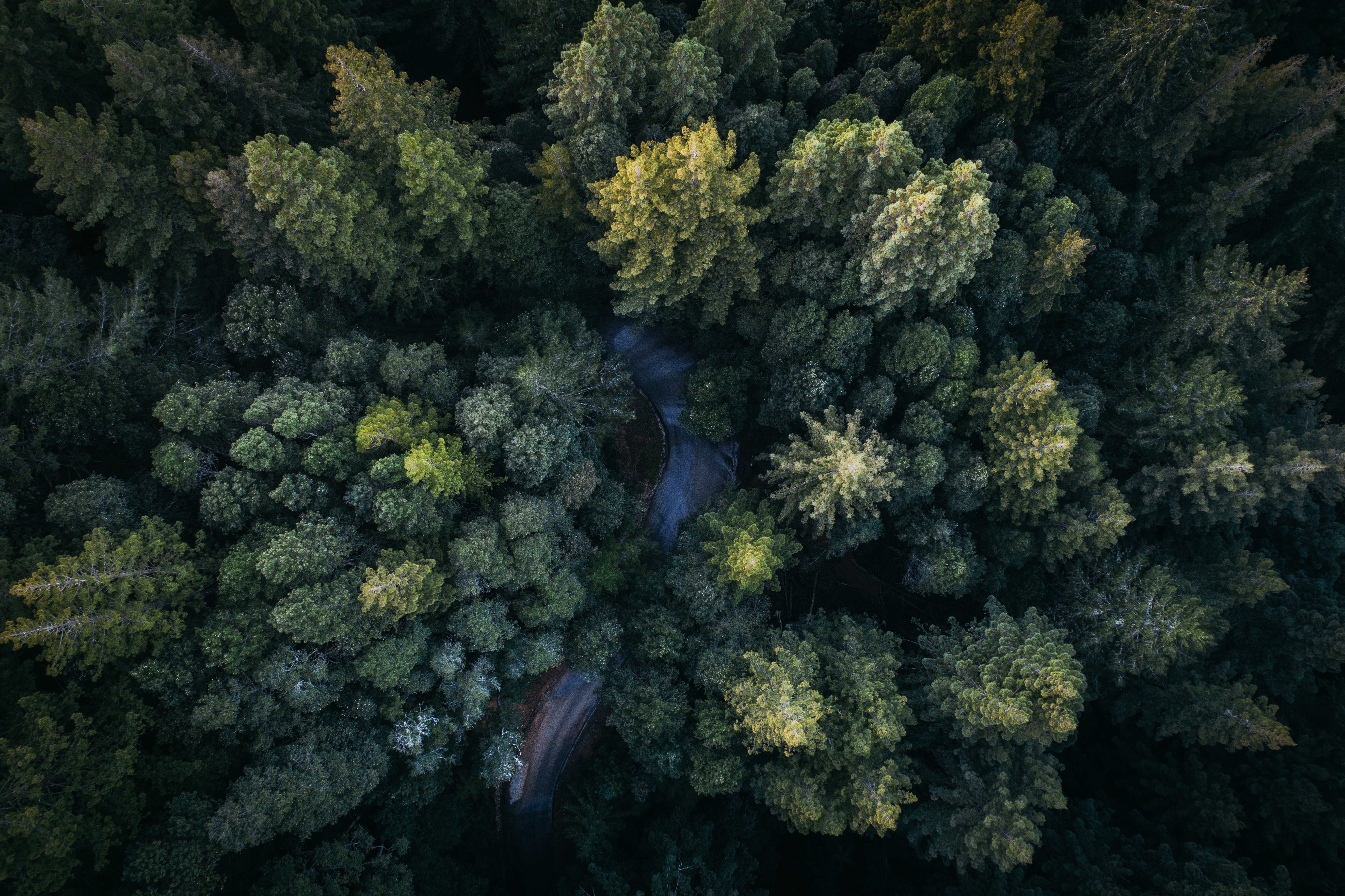 Wallpapers landscape tree forest on the desktop