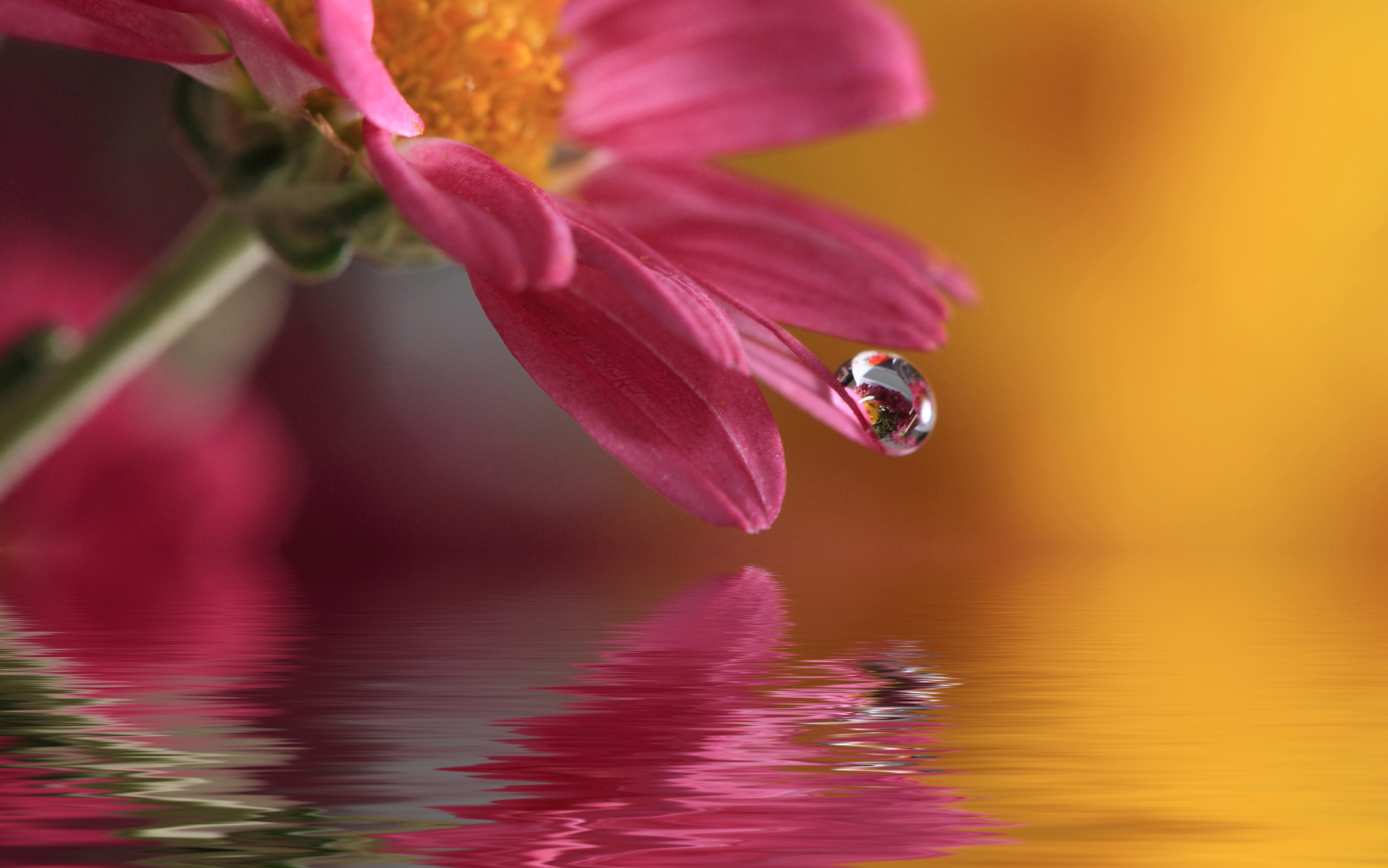 桌面上的壁纸照明 鲜花 水