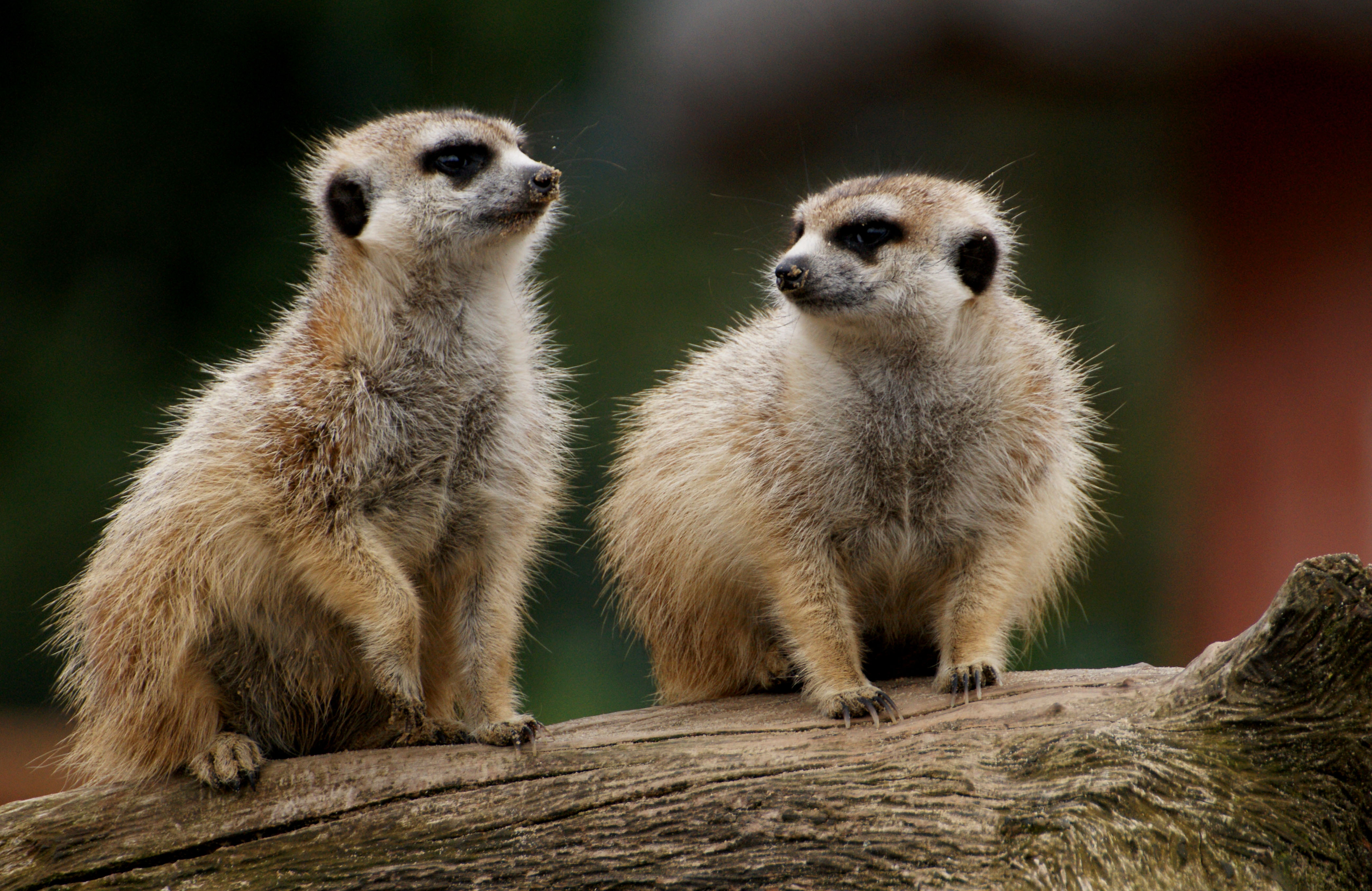 Free photo Two meerkat