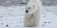 Белый медведь в Арктике