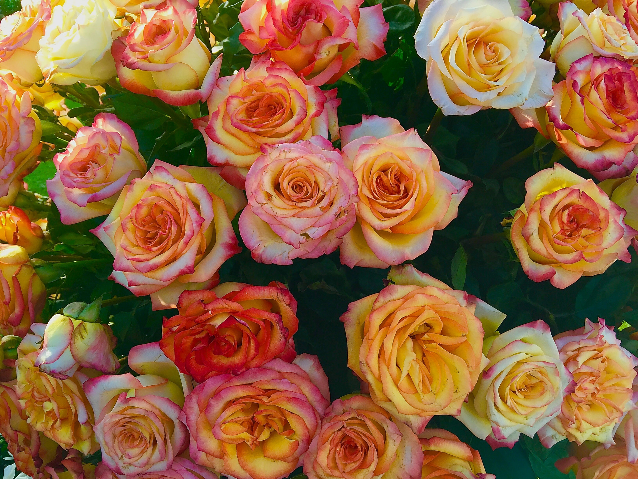 Free photo A bouquet of yellow roses