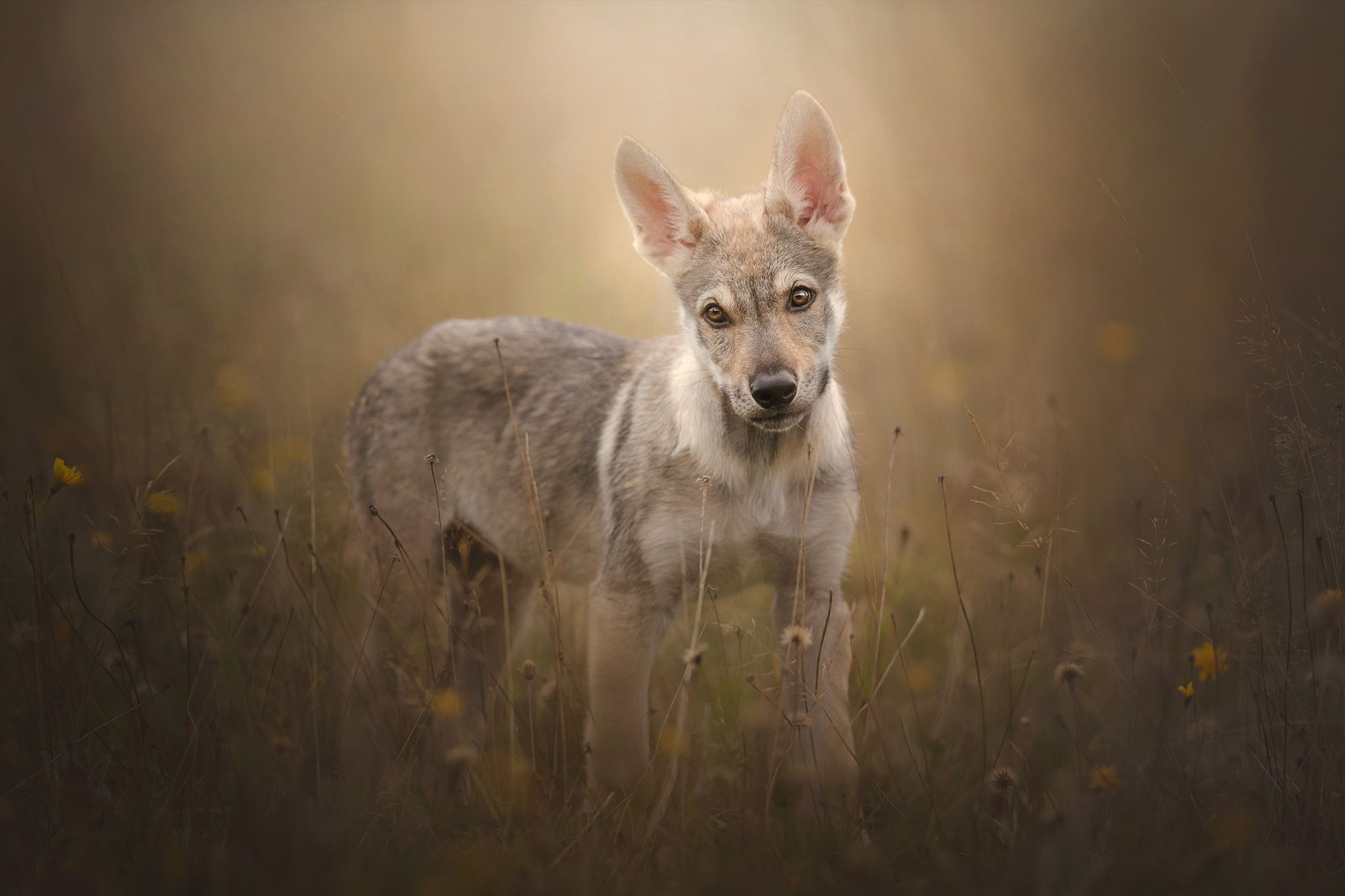 Wallpapers Czechoslovakia wolf Czechoslovakia wolf dog dog on the desktop