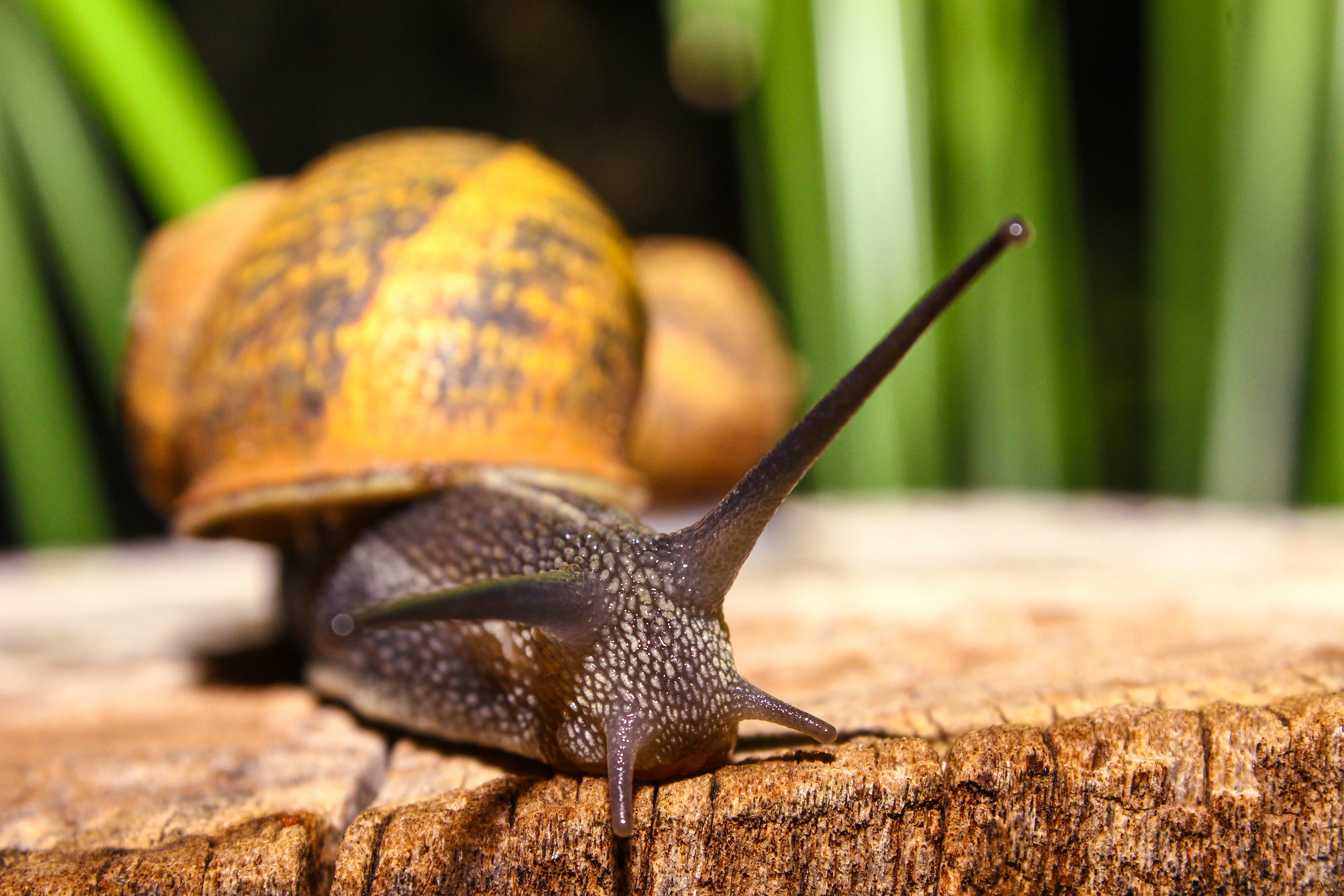 Free photo A snail crawls over a cut stump.