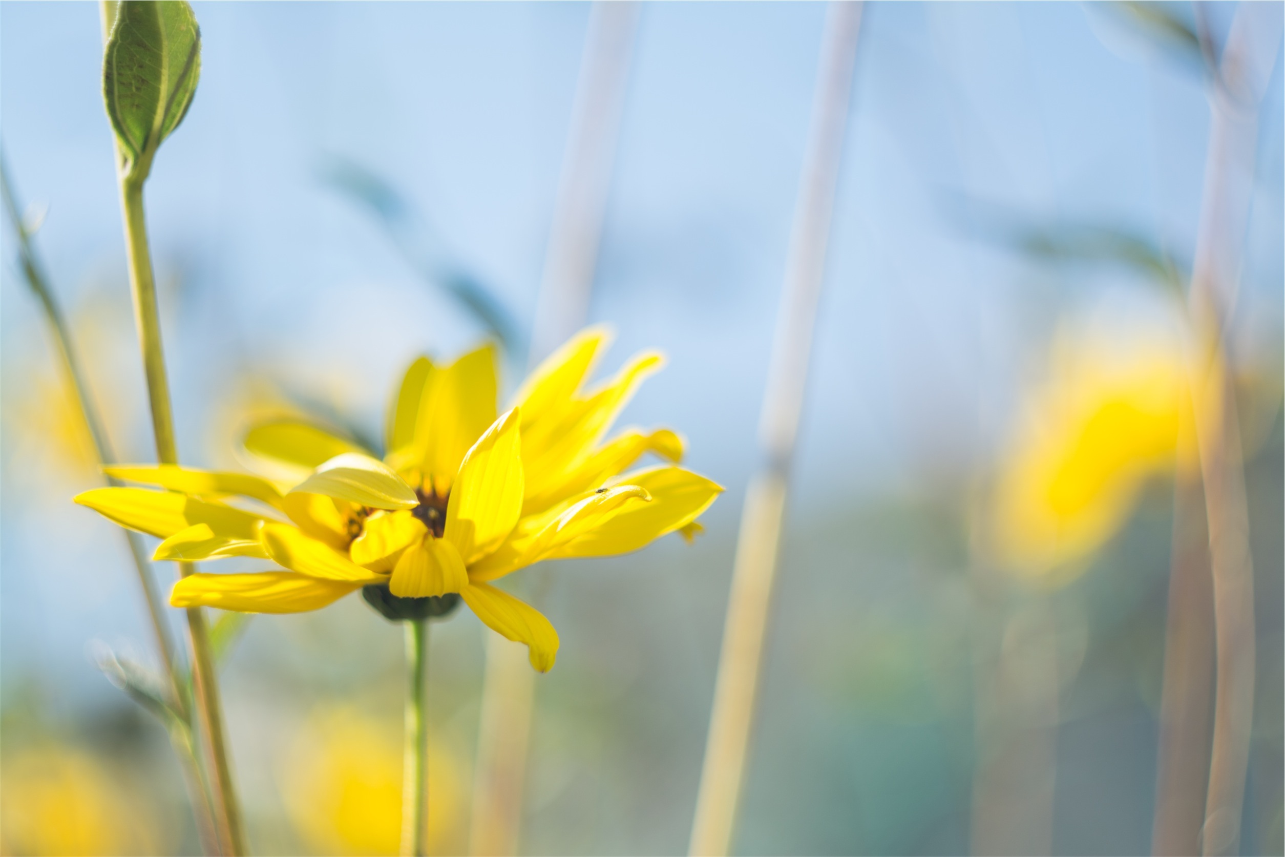 Wallpaper with yellow flowers