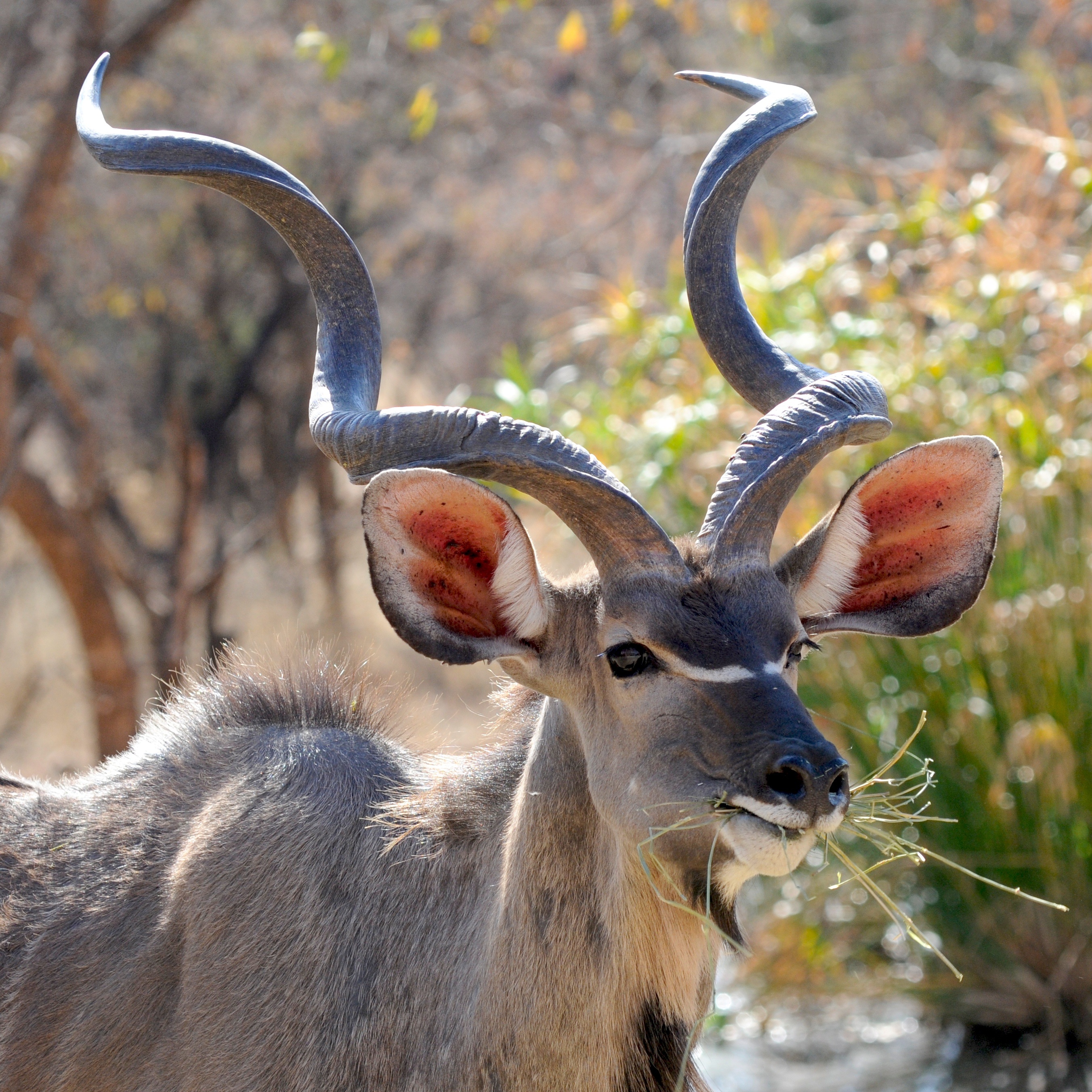 Free photo Barbary sheep with long horns chewing grass