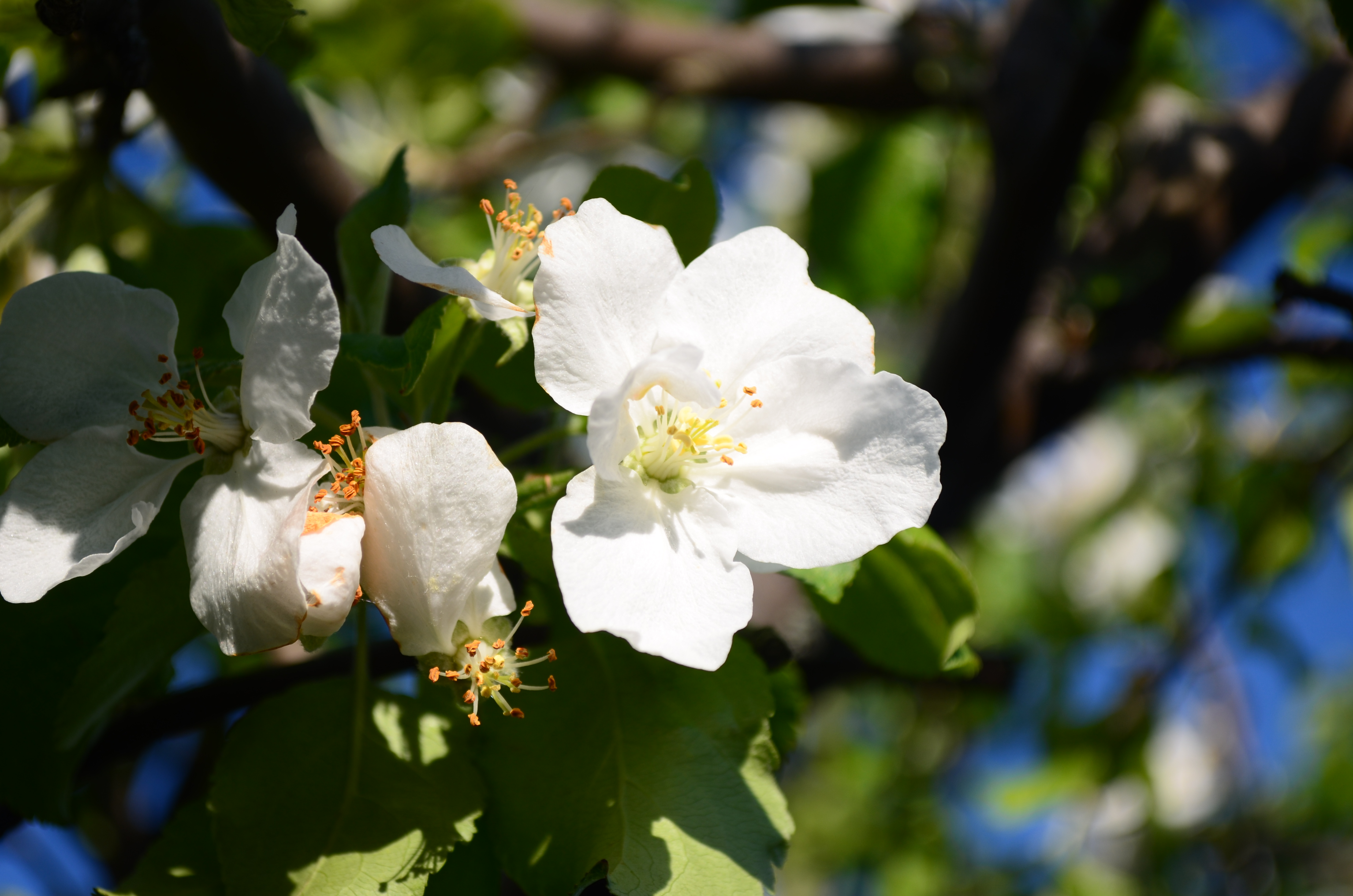 Free photo The petals of a blossoming Apple tree