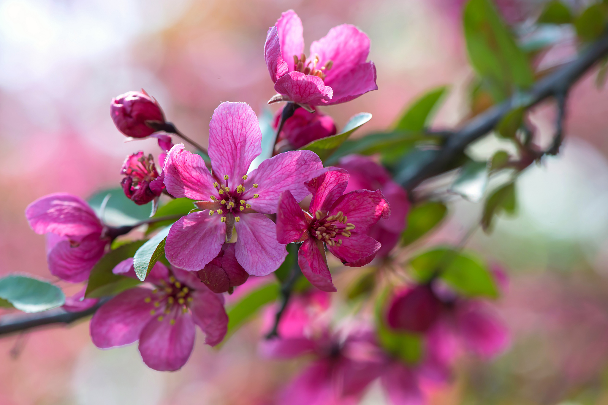 Wallpapers sakura the flowering cherry blossoms on the desktop