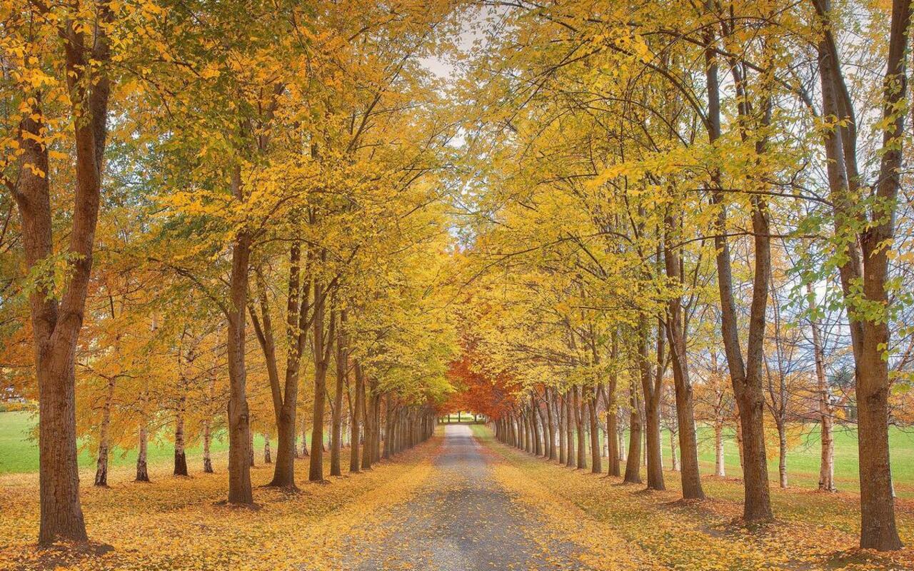 Autumn Drive (final Edit) A held back image from a few wee. Flickr