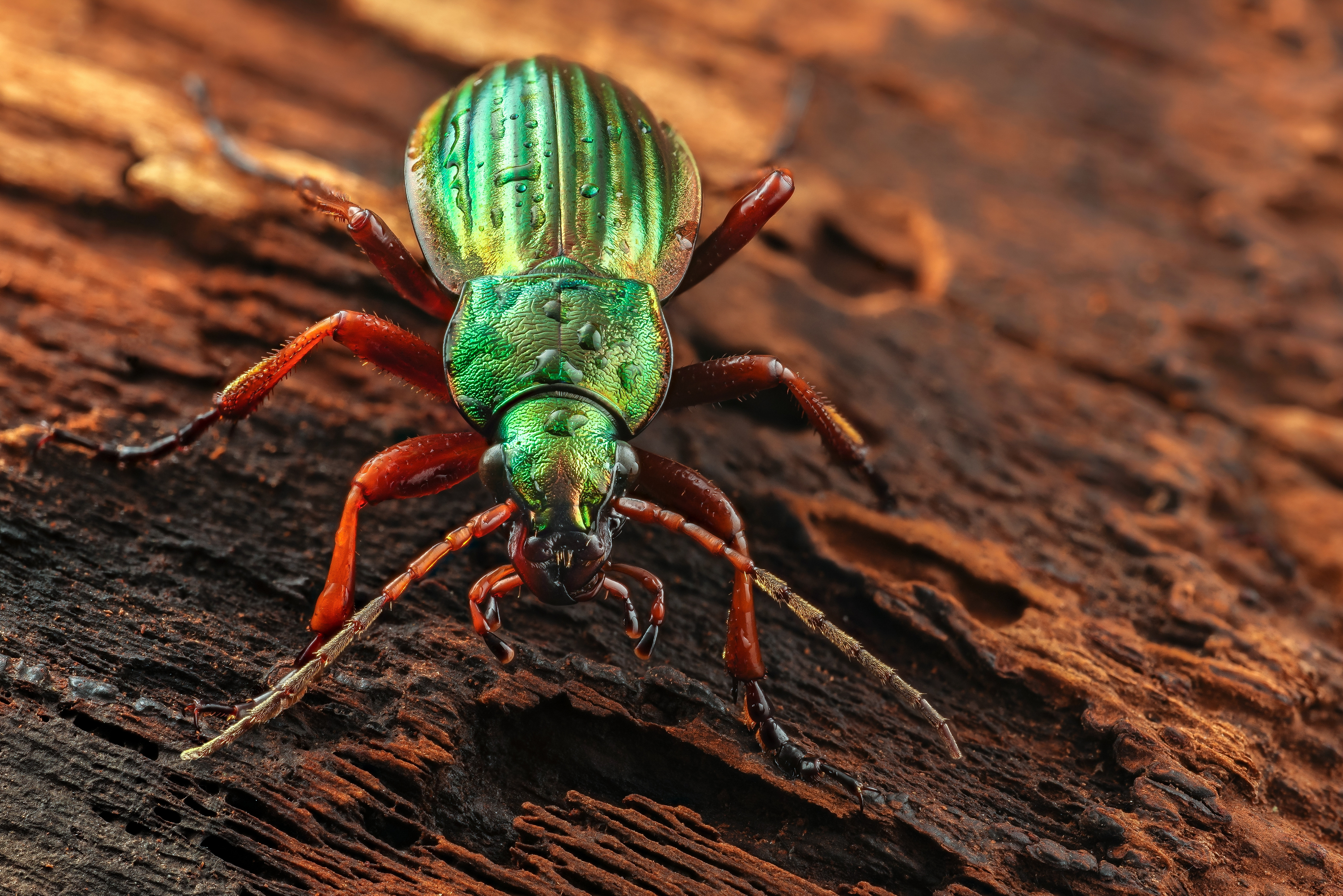 Wallpapers beetle green insects on the desktop