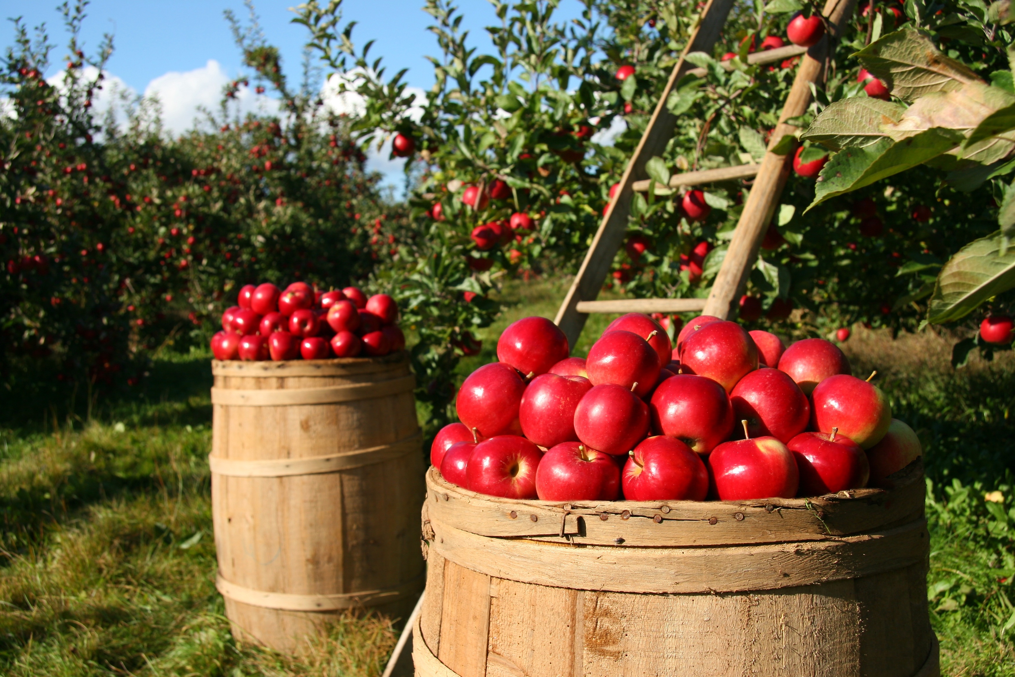 Wallpapers apple orchard man-made object season on the desktop