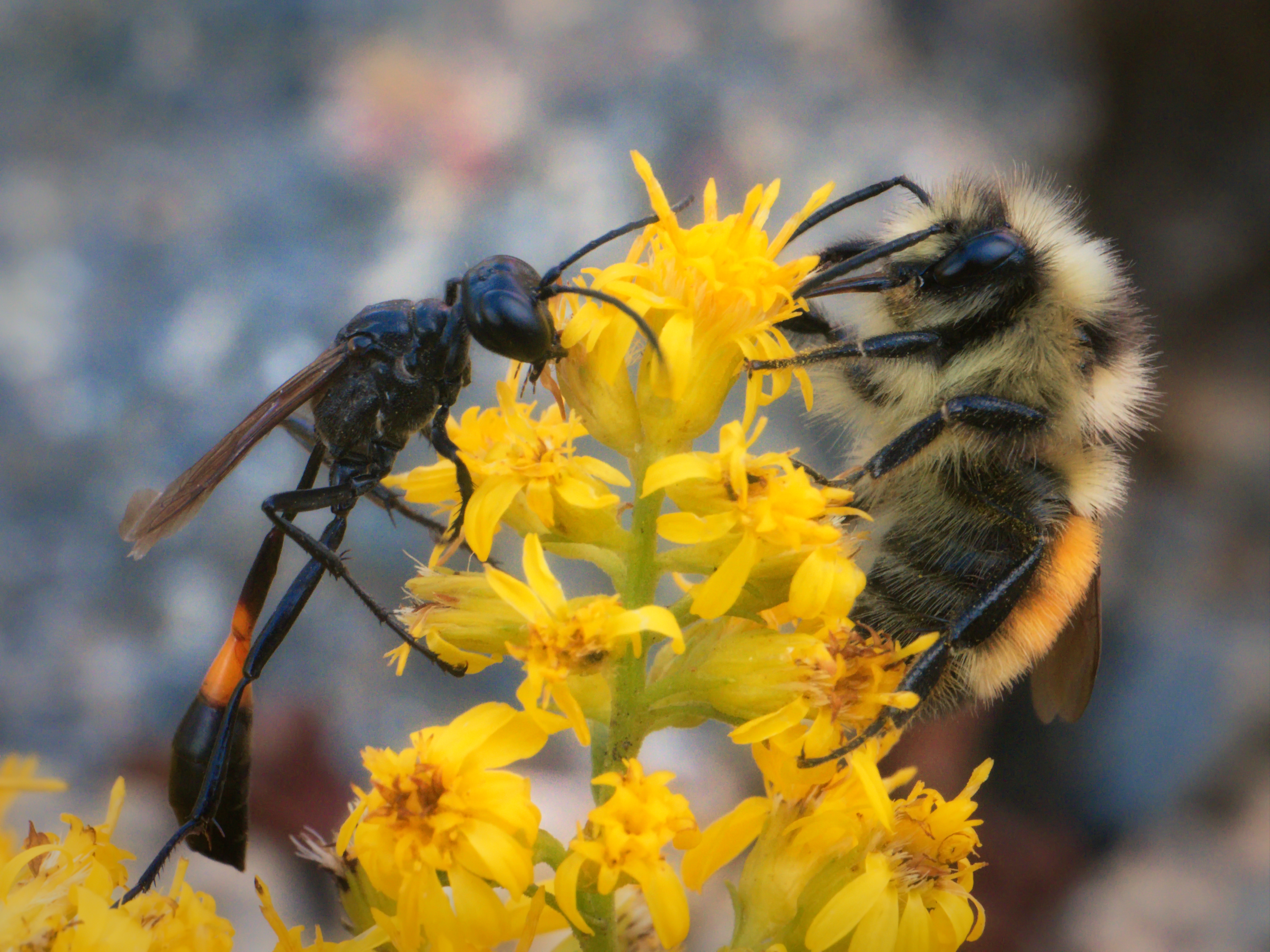 Обои насекомое пчела цветок на рабочий стол