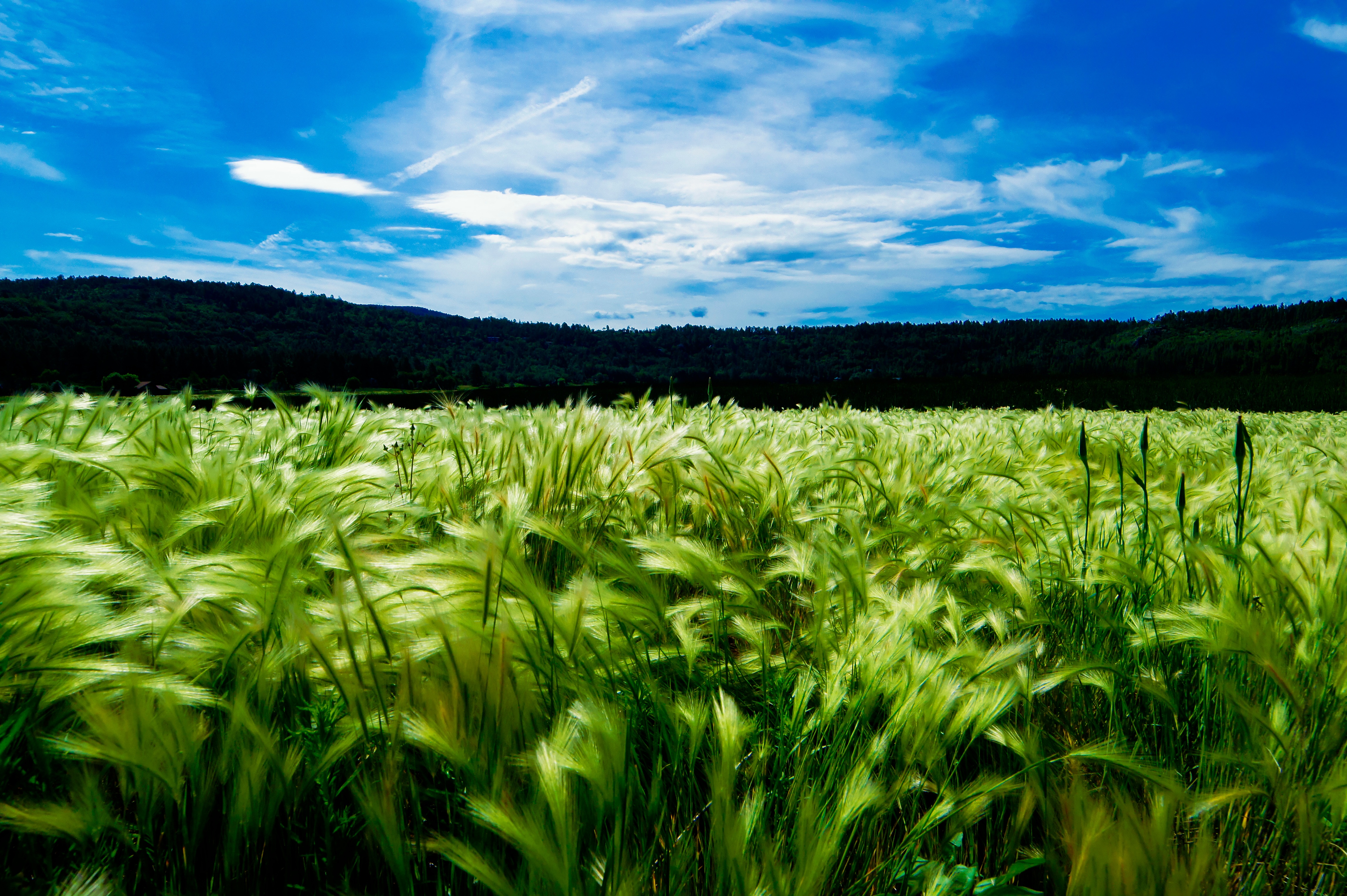 Free photo A large field with beautiful green grass