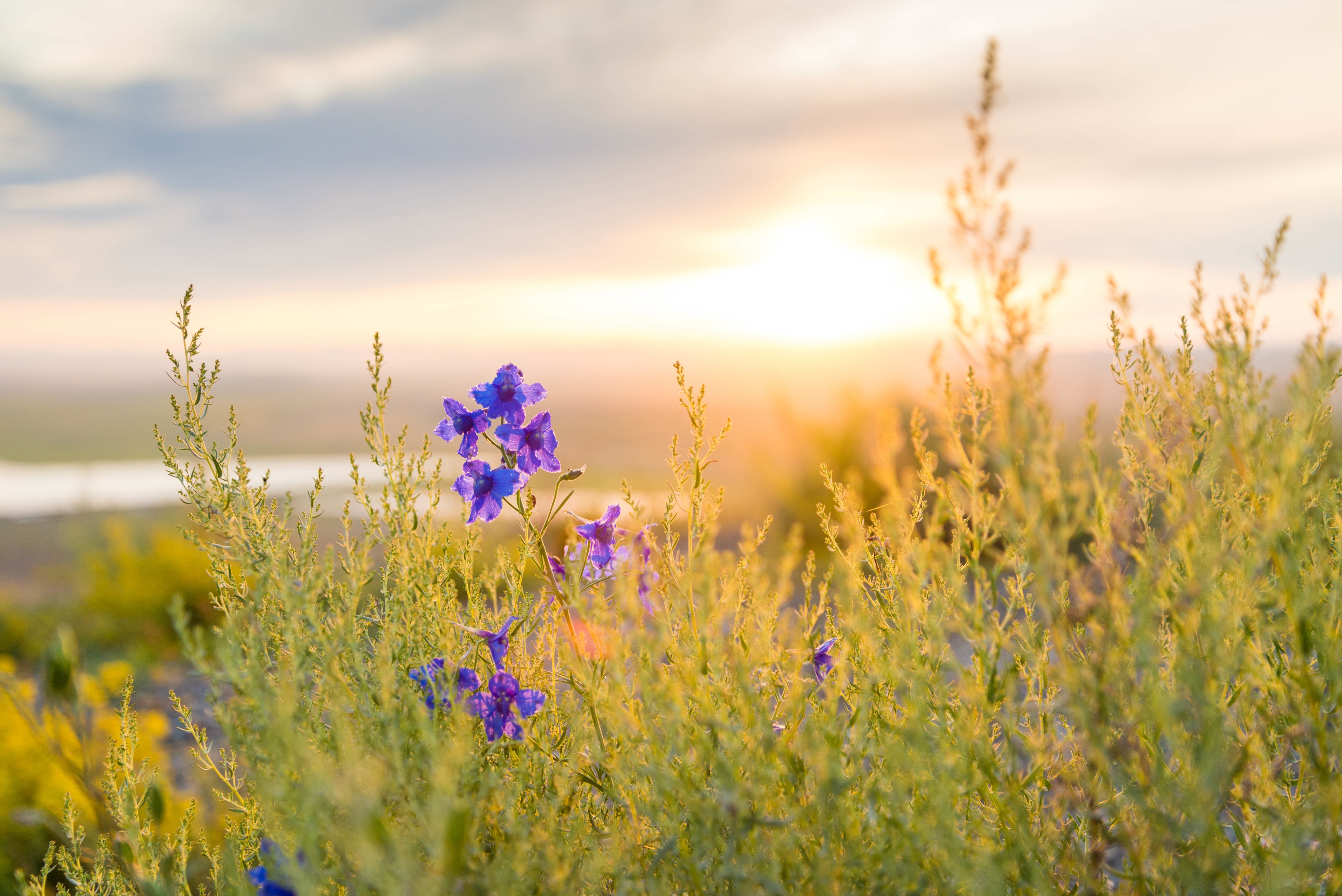 Wallpapers steppe autumn sunset on the desktop