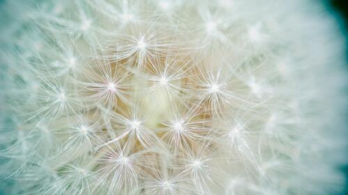 Бесплатное фото Семена одуванчика крупным планом
