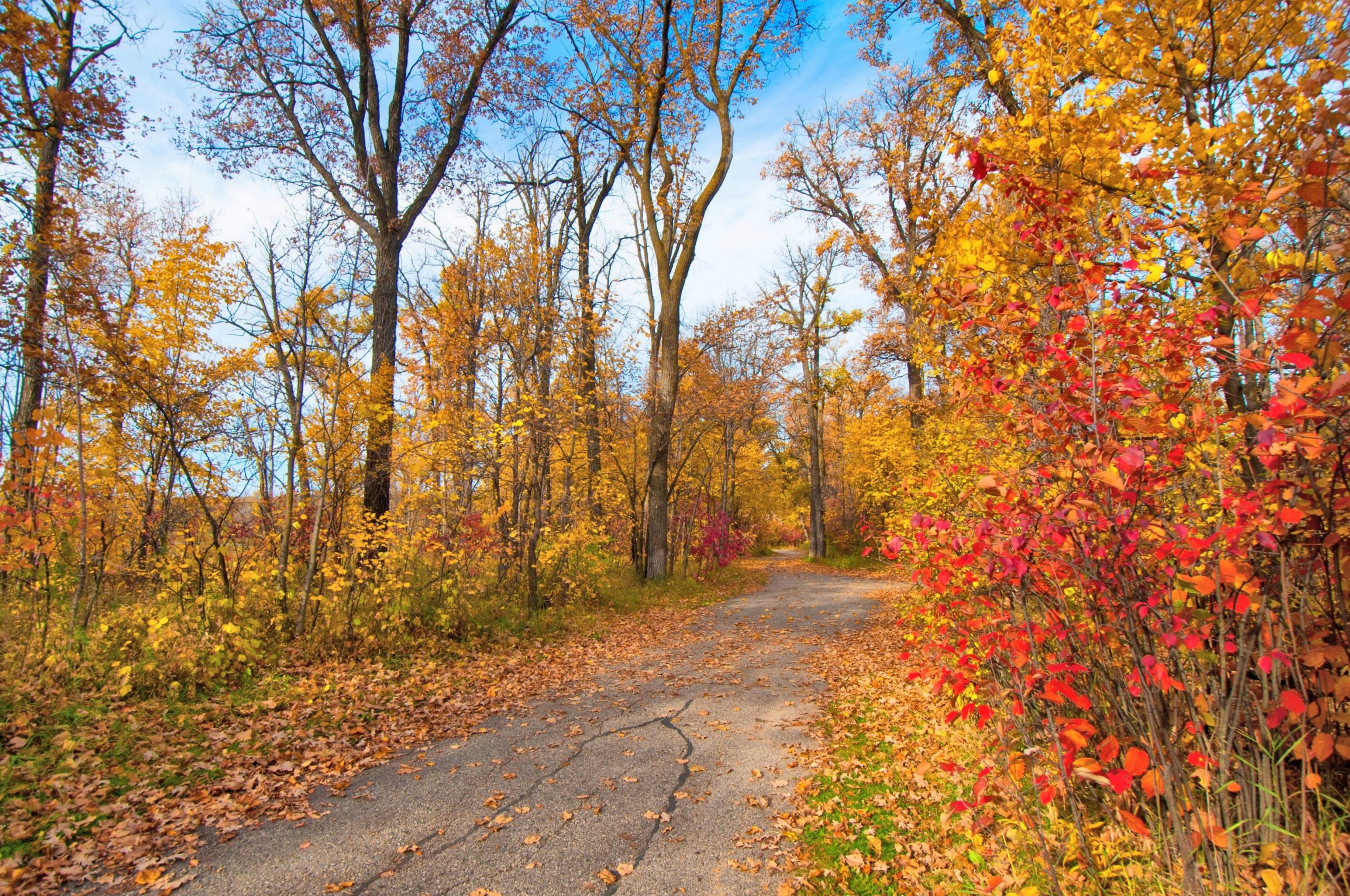 Wallpapers yellow foliage autumn colors autumn leaves on the desktop