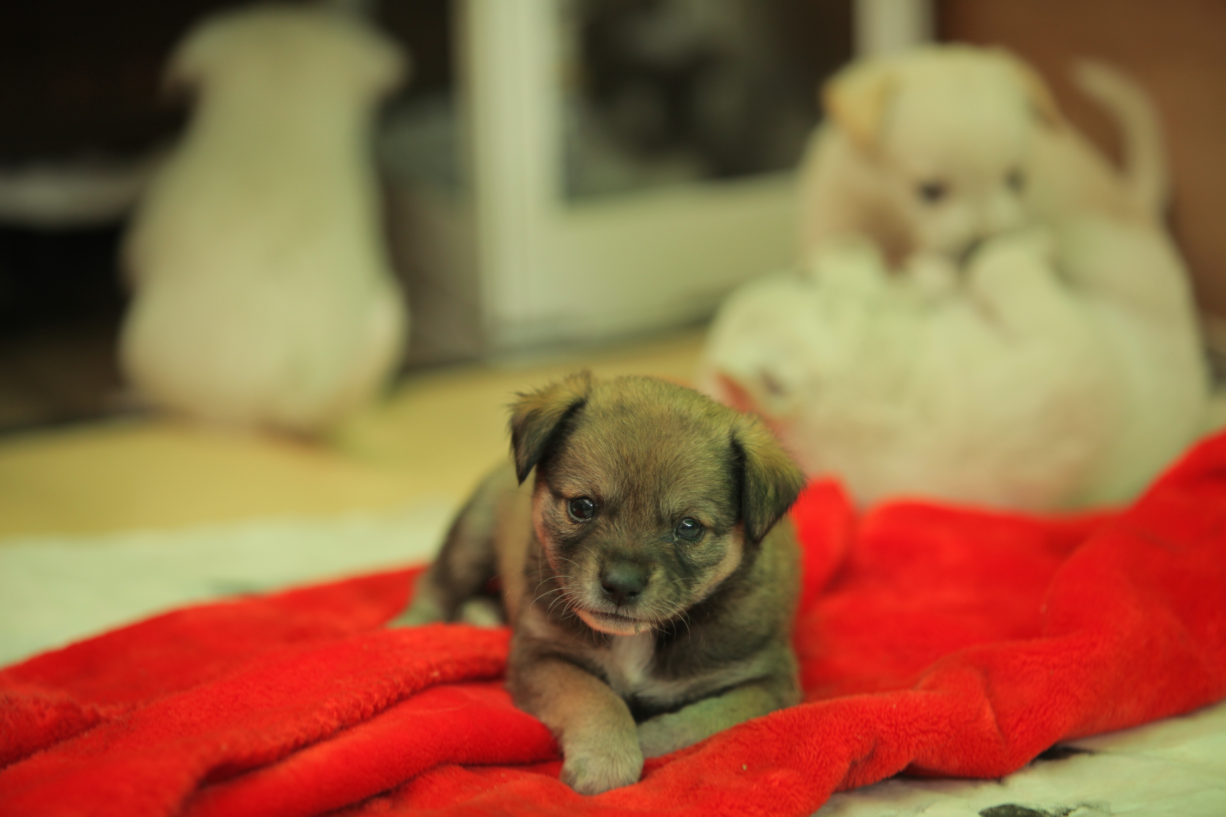 桌面上的壁纸幼犬 狗 动物
