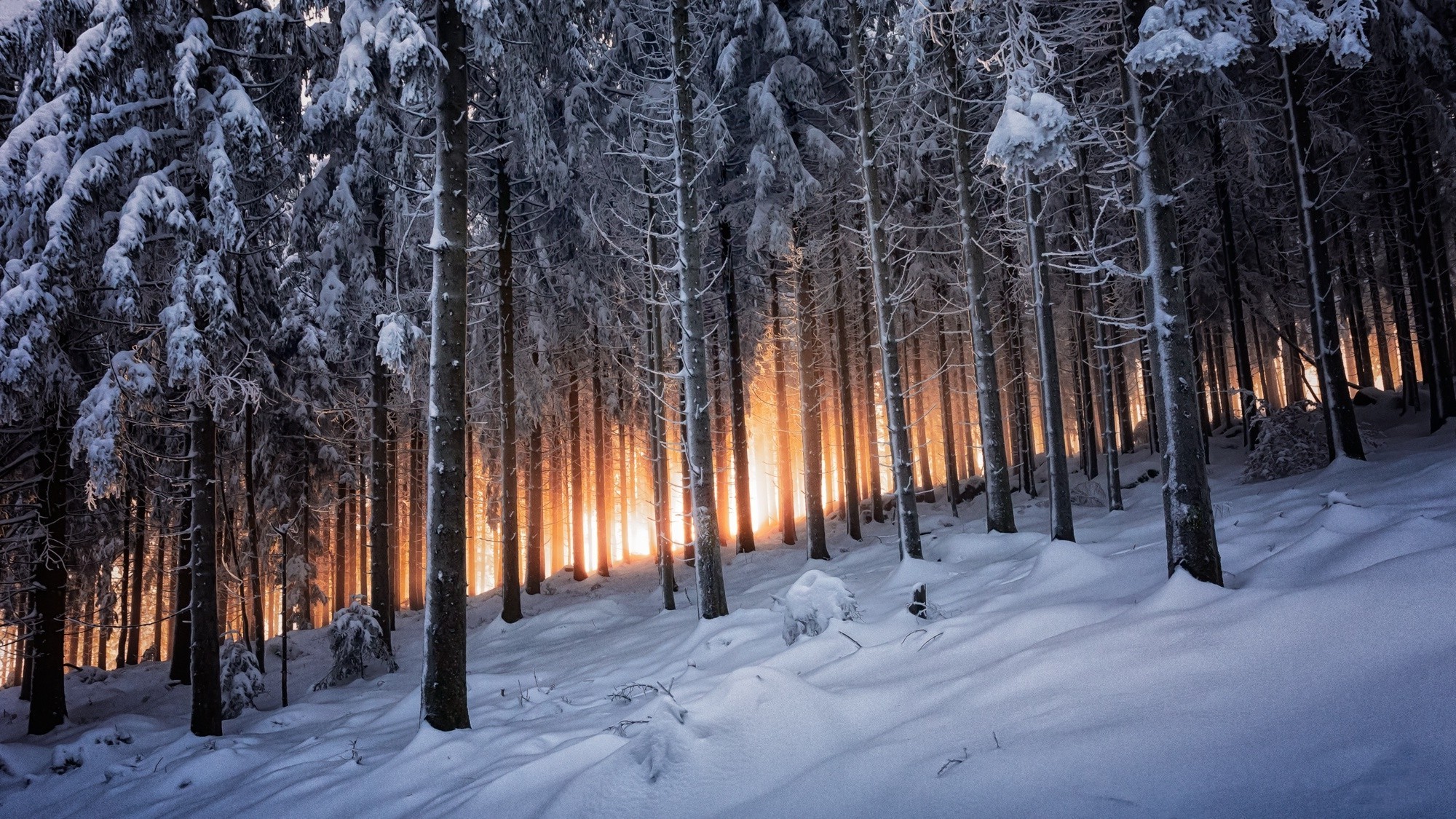 Free photo Winter slope with coniferous trees