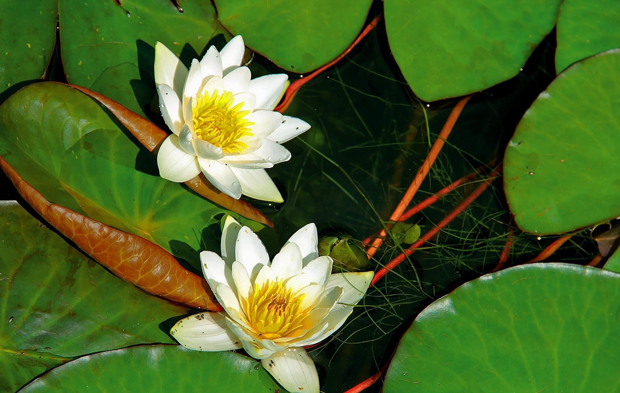 桌面上的壁纸百合花 一对 白色