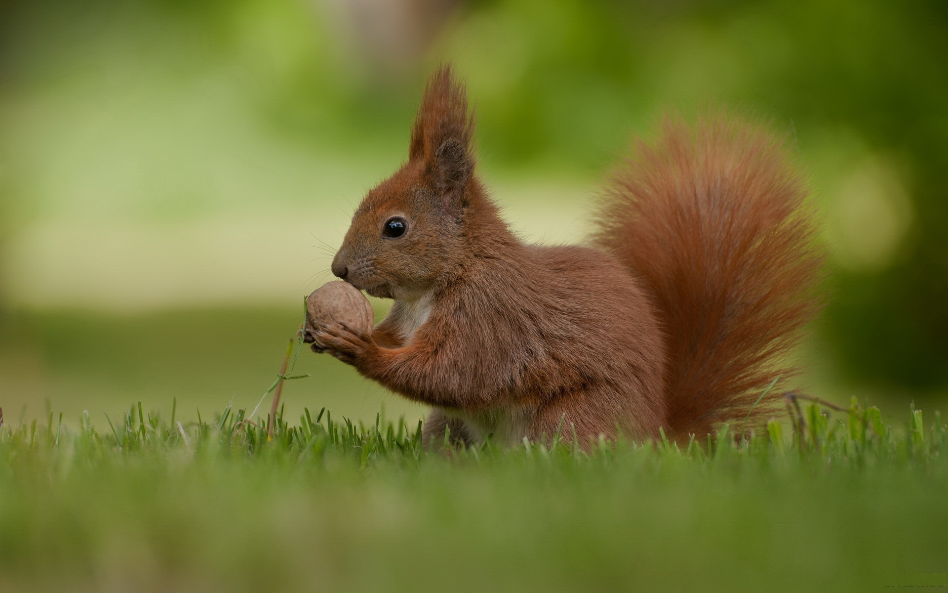 Wallpapers squirrel fluffy tail muzzle on the desktop