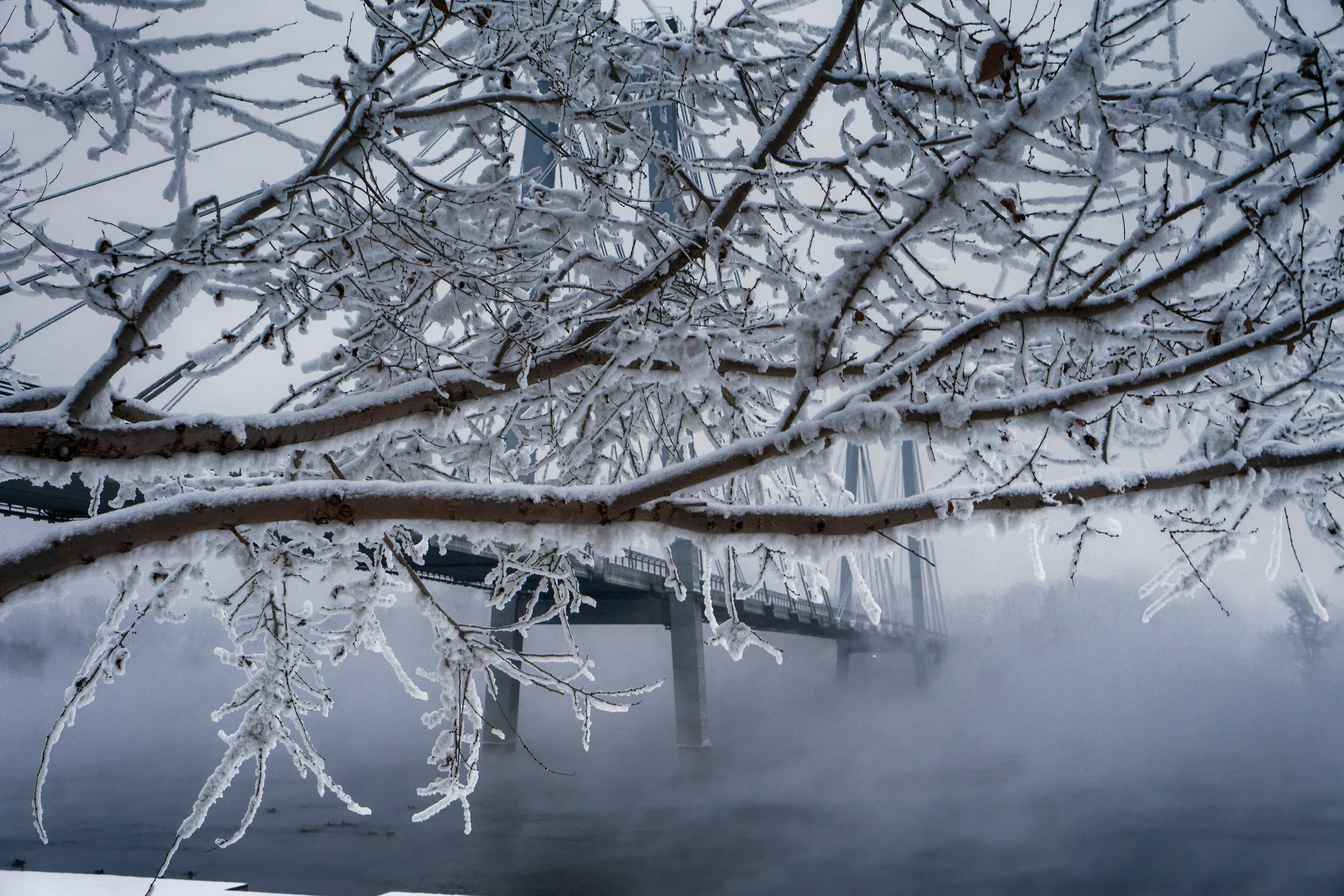 Free photo A bridge in the fog behind branches in the snow