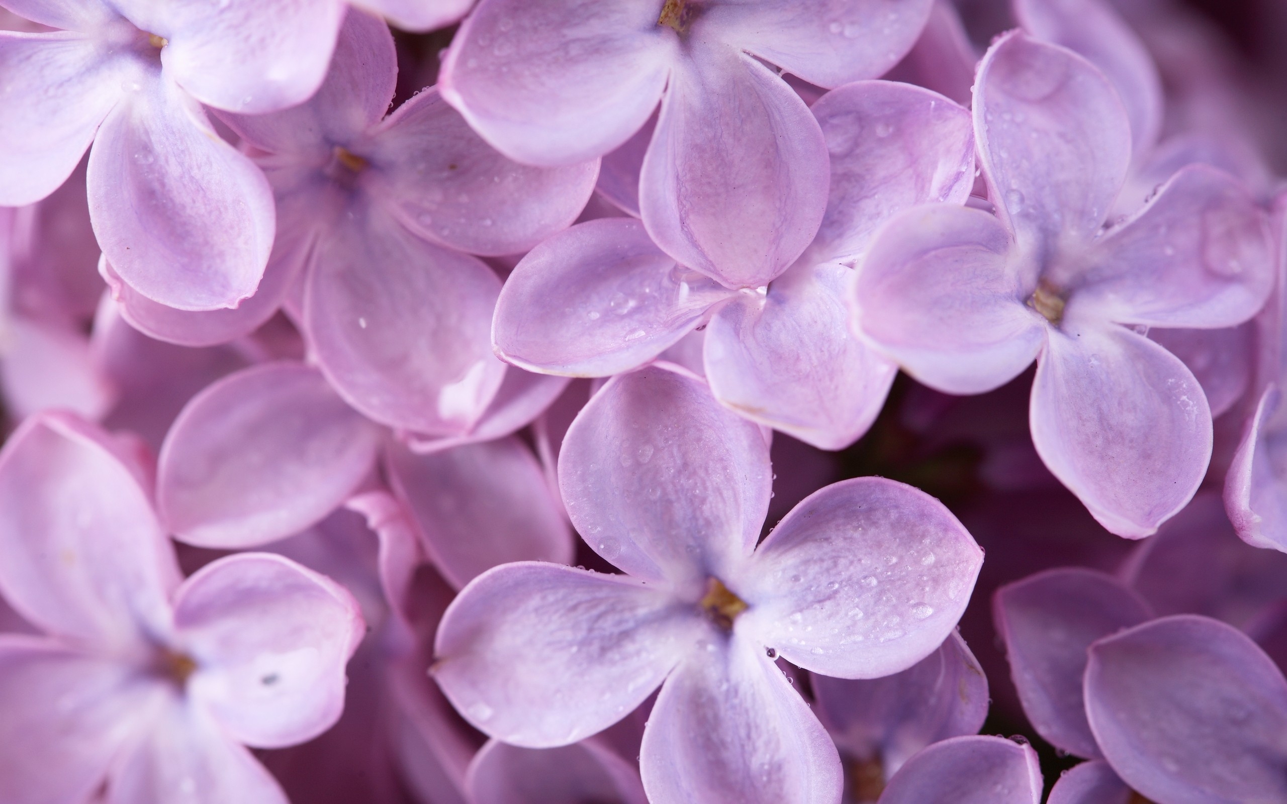 Lilac Macro
