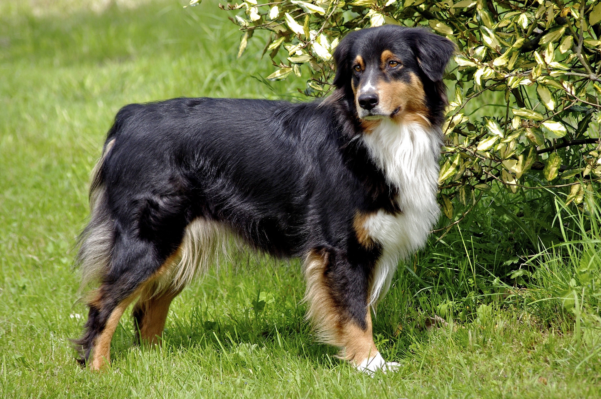 Free photo An Australian Shepherd on a green lawn.