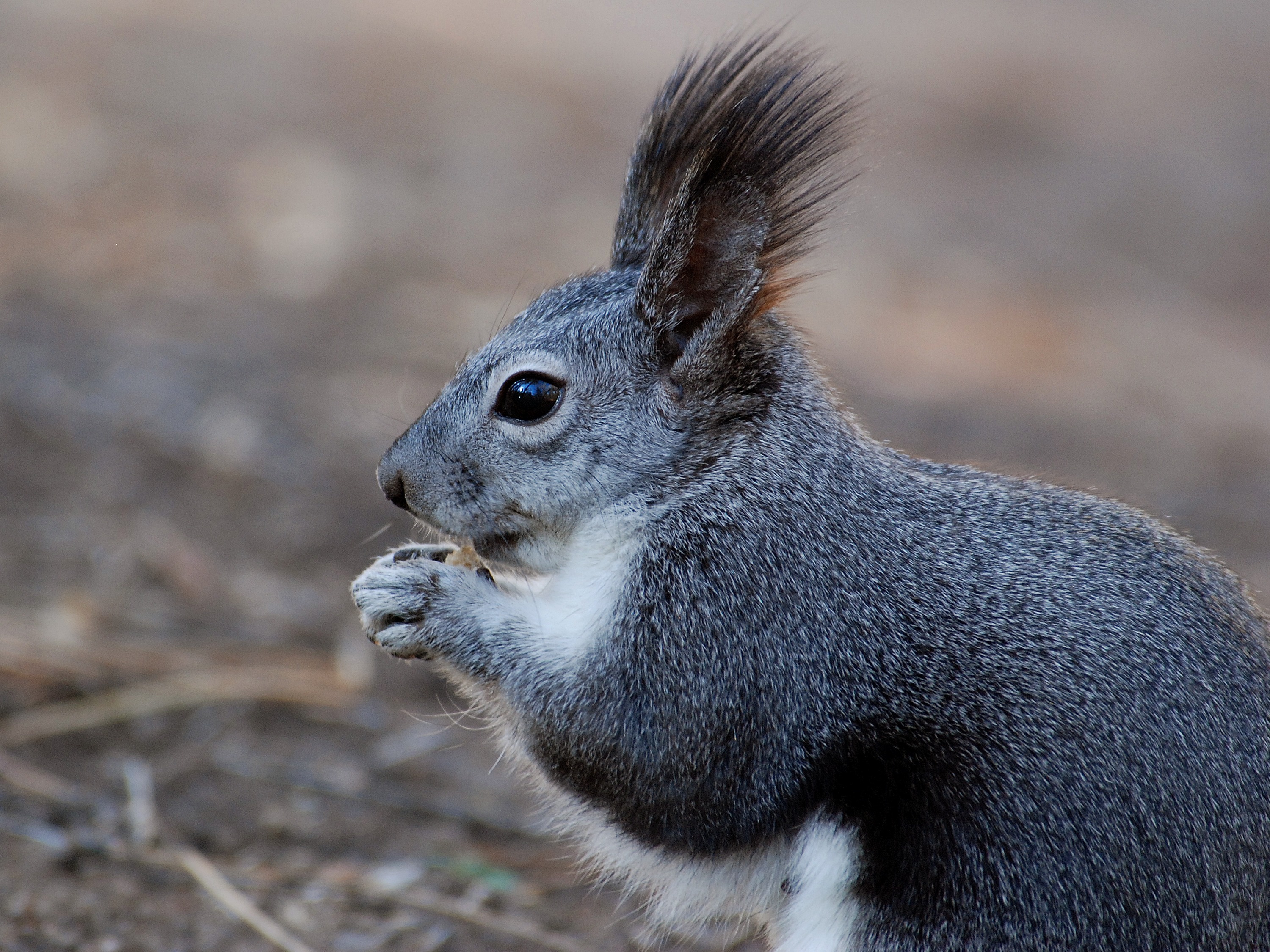 Free photo A squirrel with fluffy ears