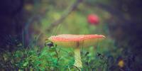 Мухомор на зеленой траве
