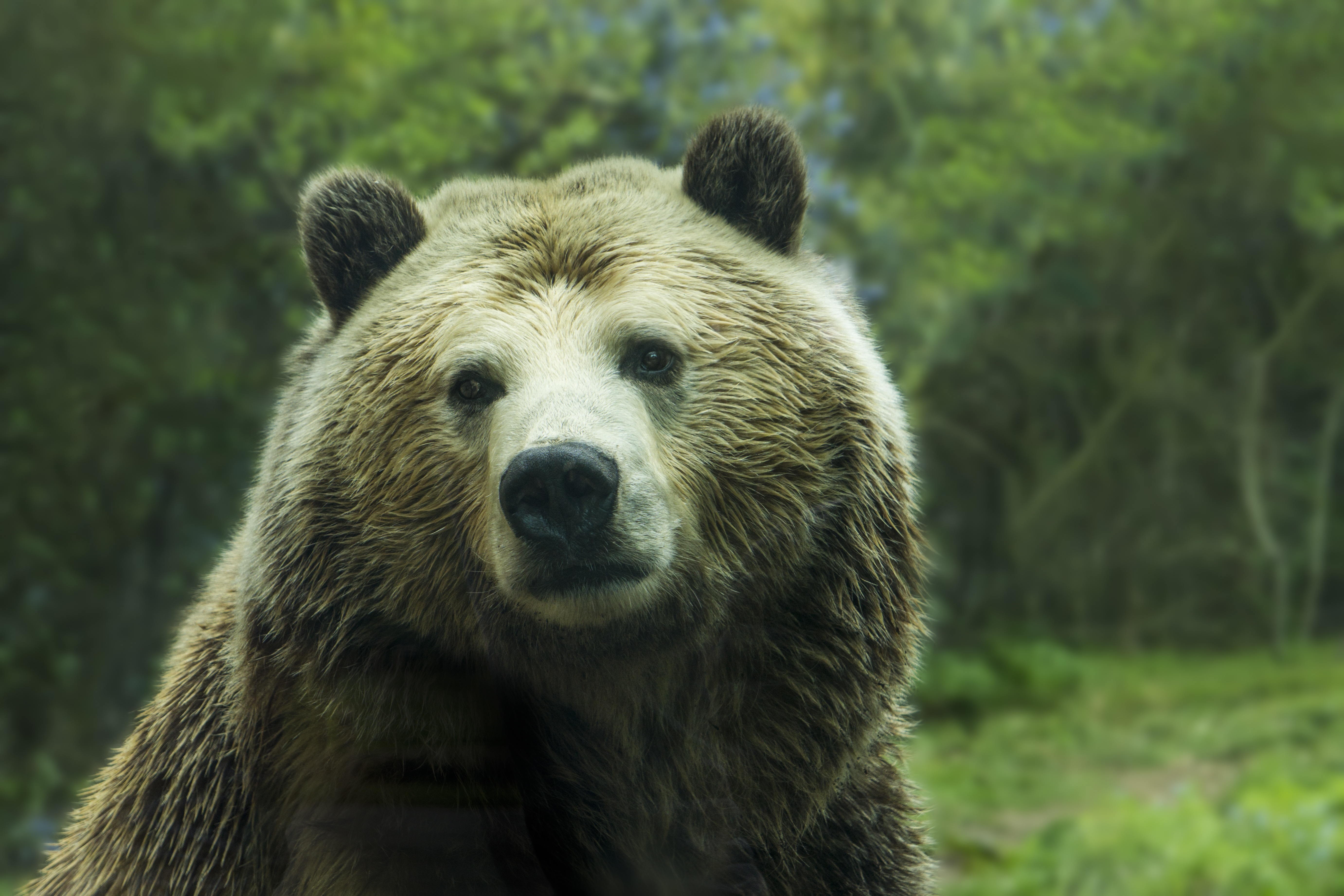 Wallpapers fur wilderness brown bear on the desktop