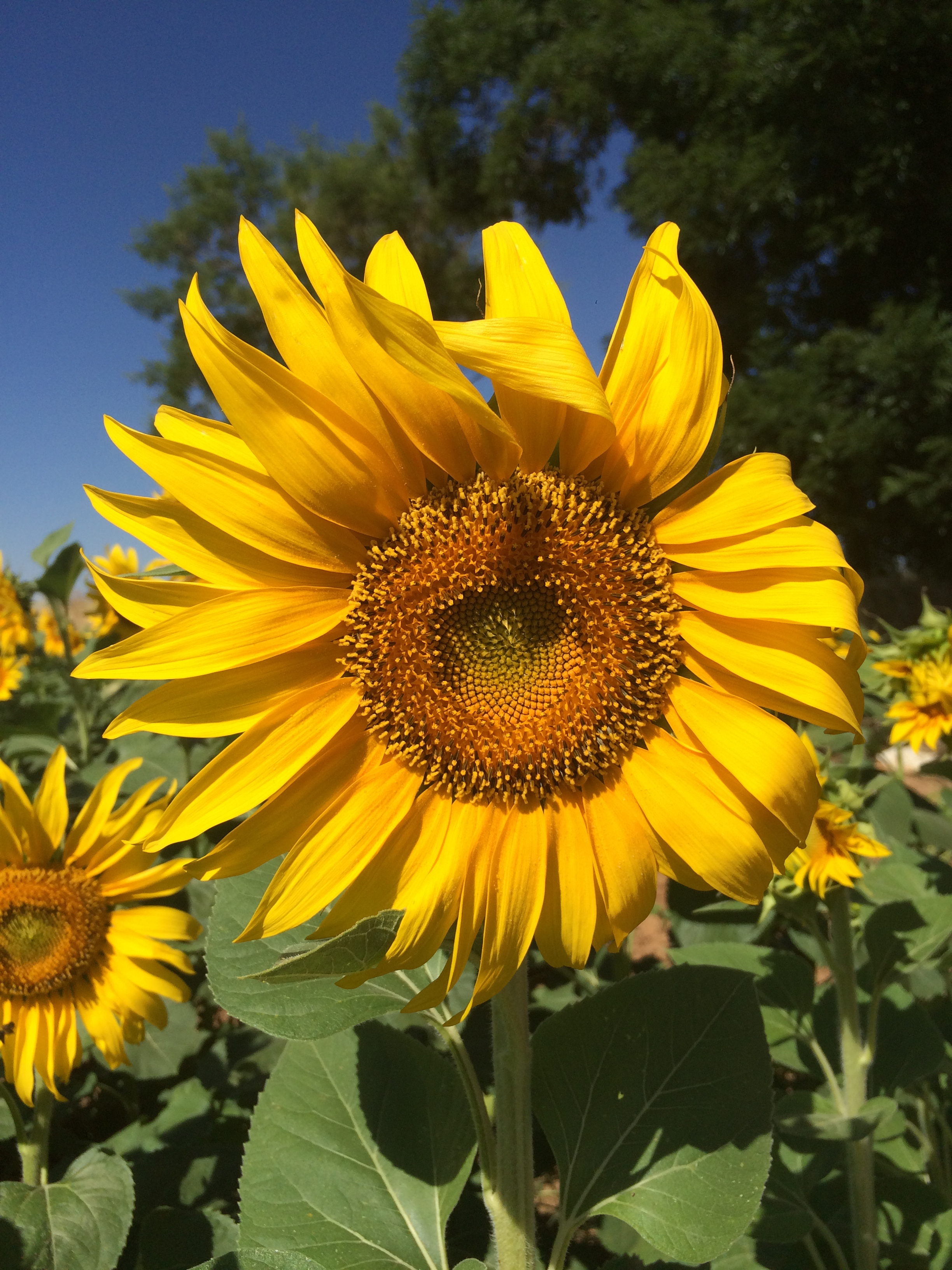 Free photo Yellow sunflower flower.