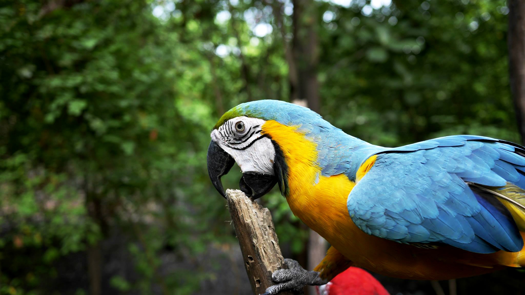 Wallpapers Ara beak bird on the desktop