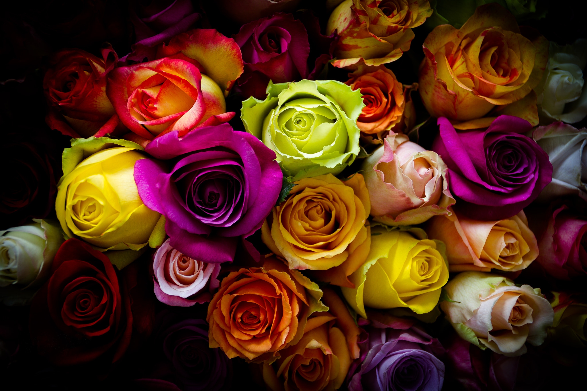 Обои цветы флора цветные розы на рабочий стол