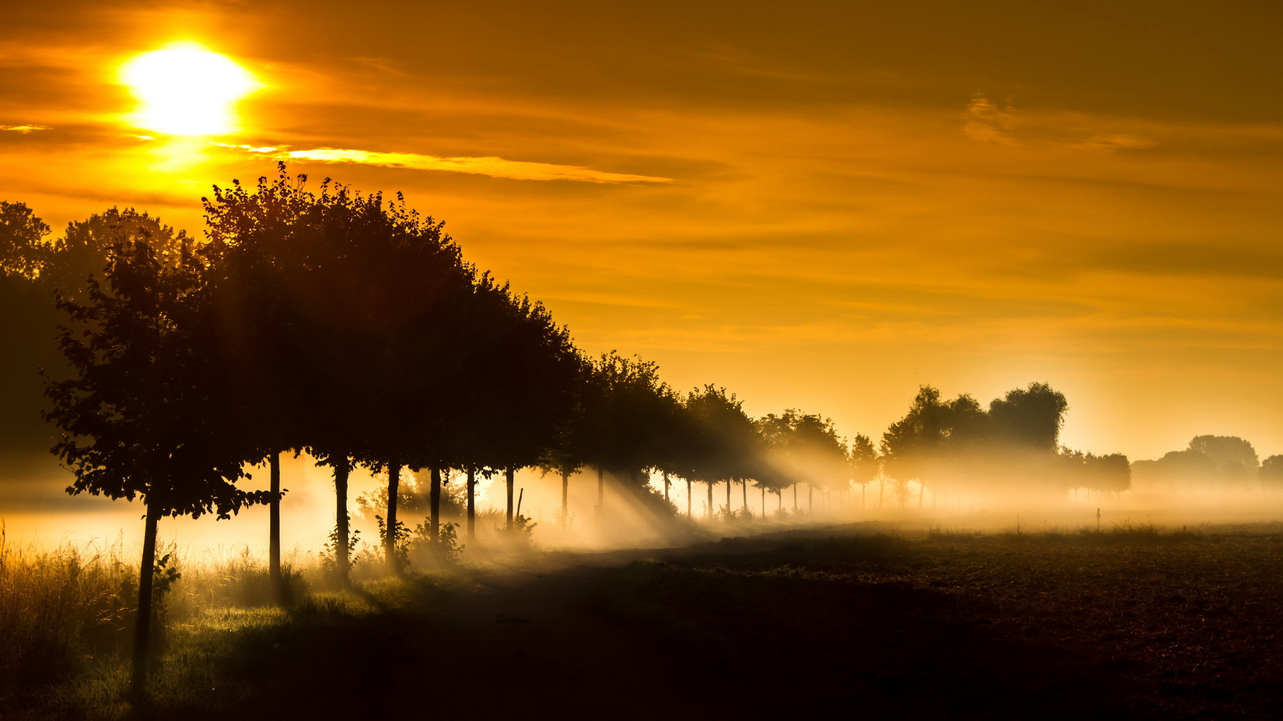 Trees against a foggy sunset