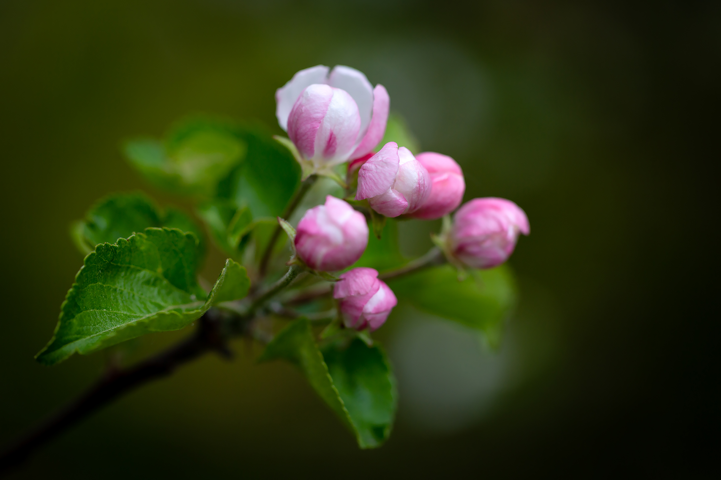 Free photo Buds of an Apple tree