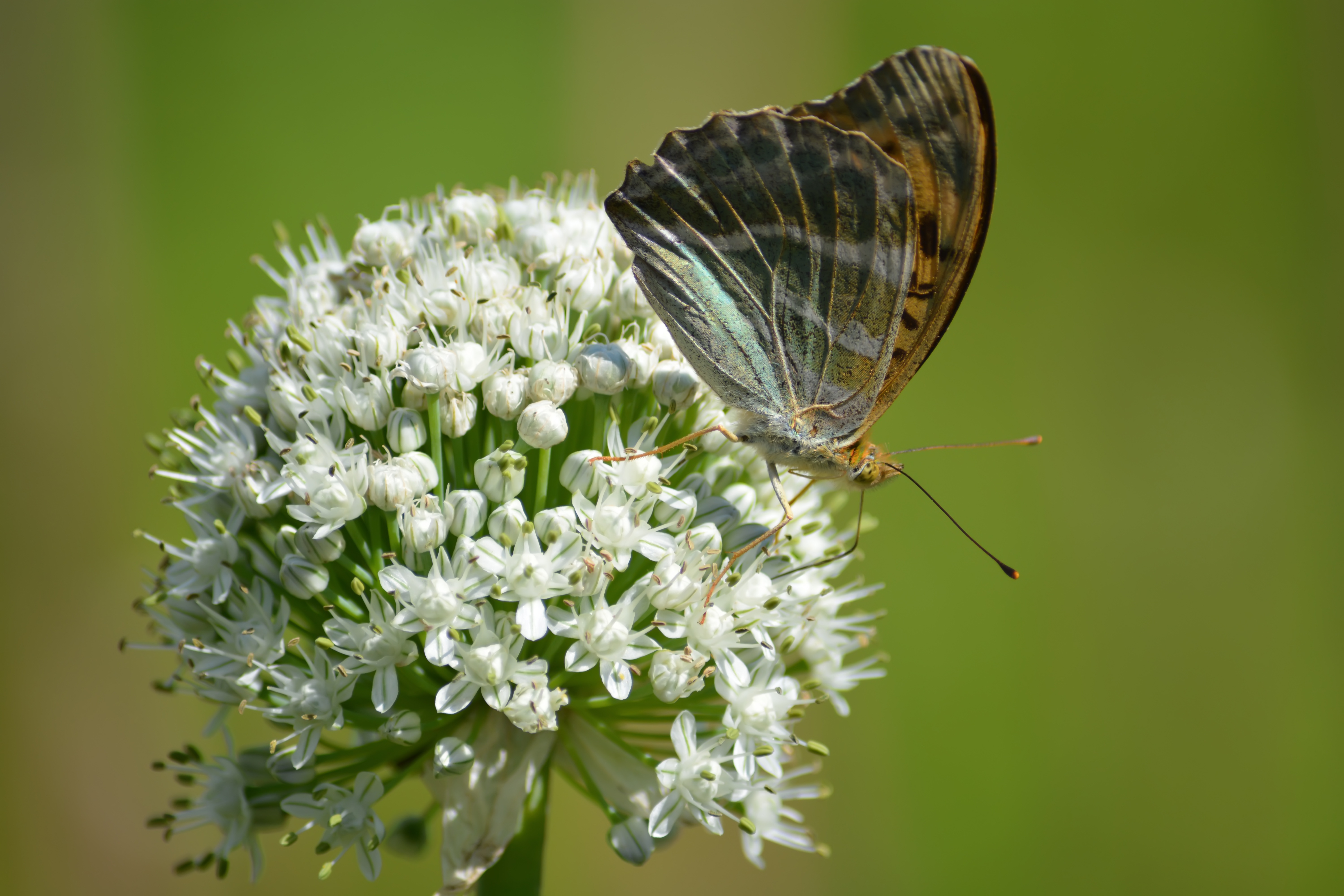 Wallpapers animal insects butterfly on the desktop