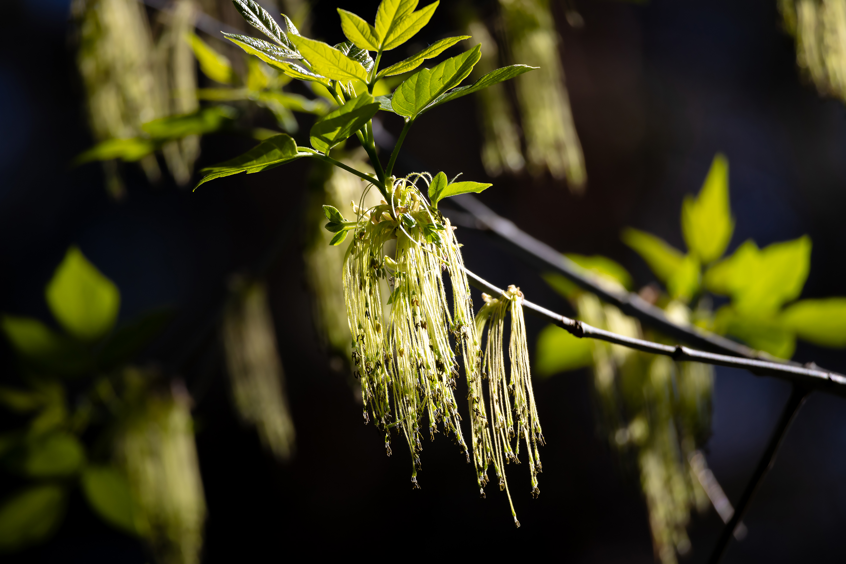 Американский клён распускается