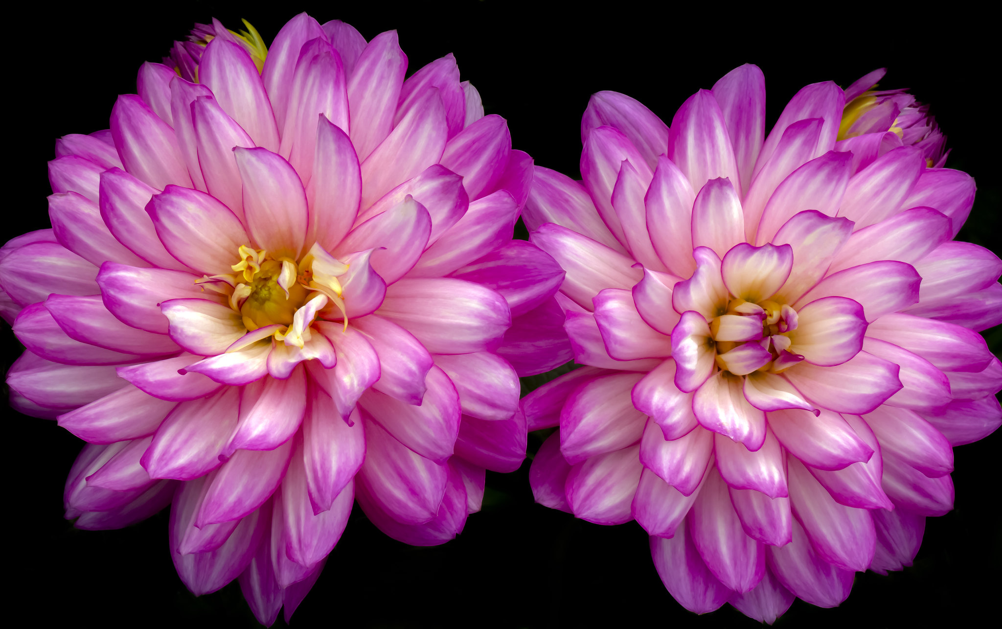 Wallpapers dahlias flora macro on the desktop