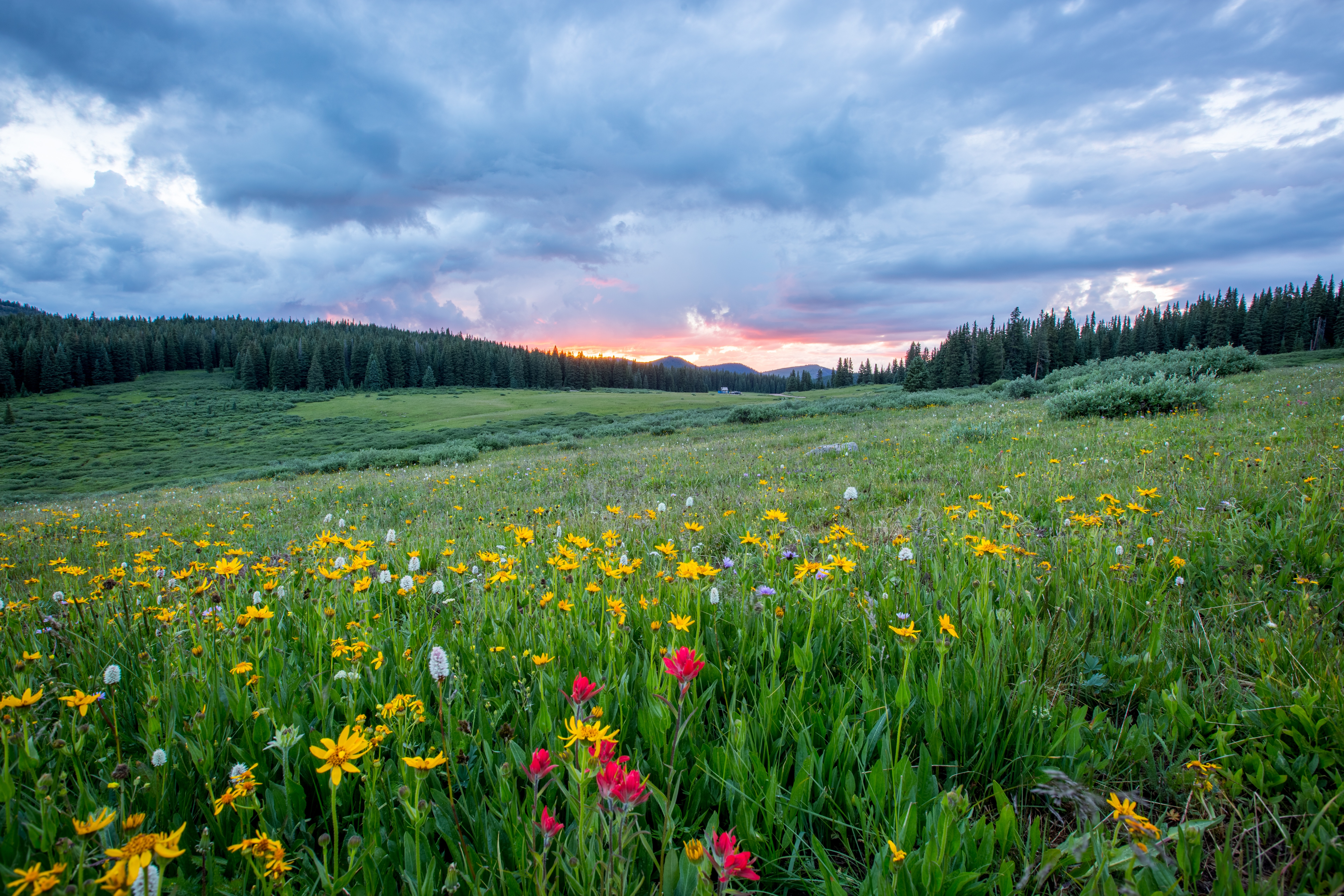 Free photo A large summer field with flowers at sunset