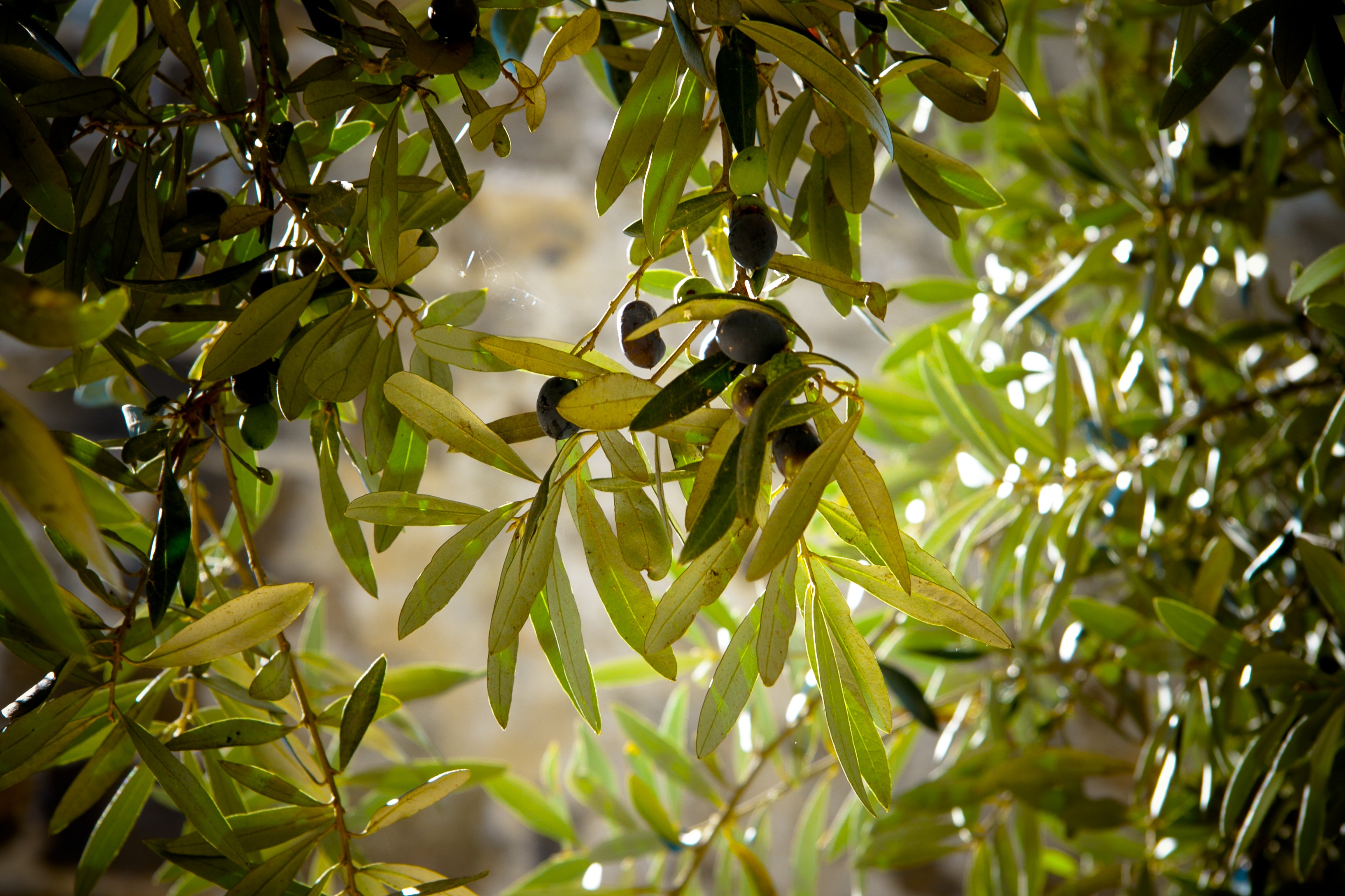 Wallpapers landscape tree nature on the desktop