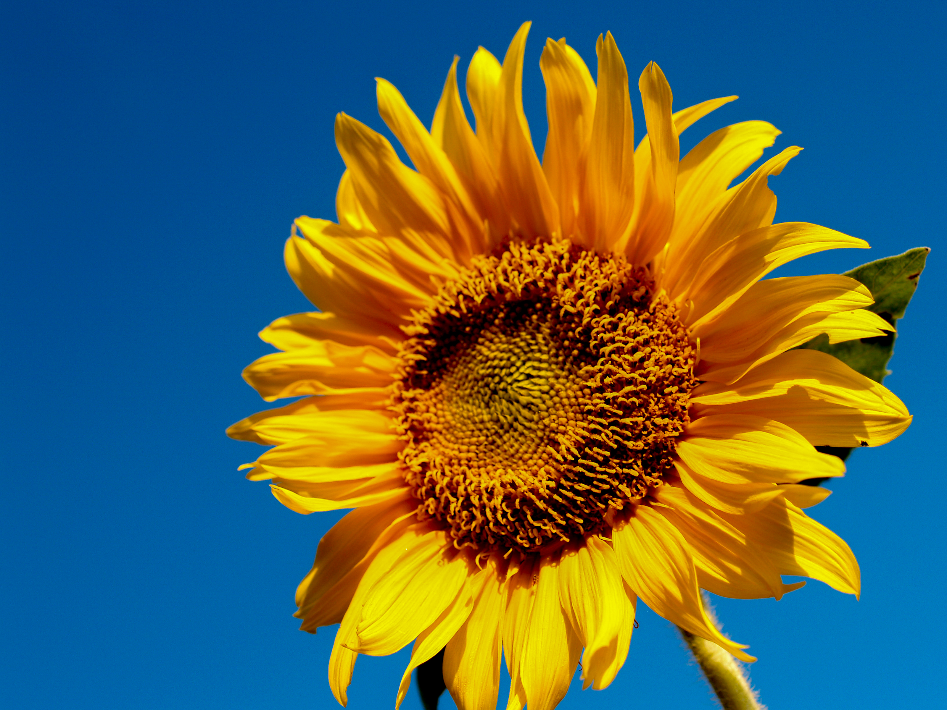 Wallpapers field flower red on the desktop