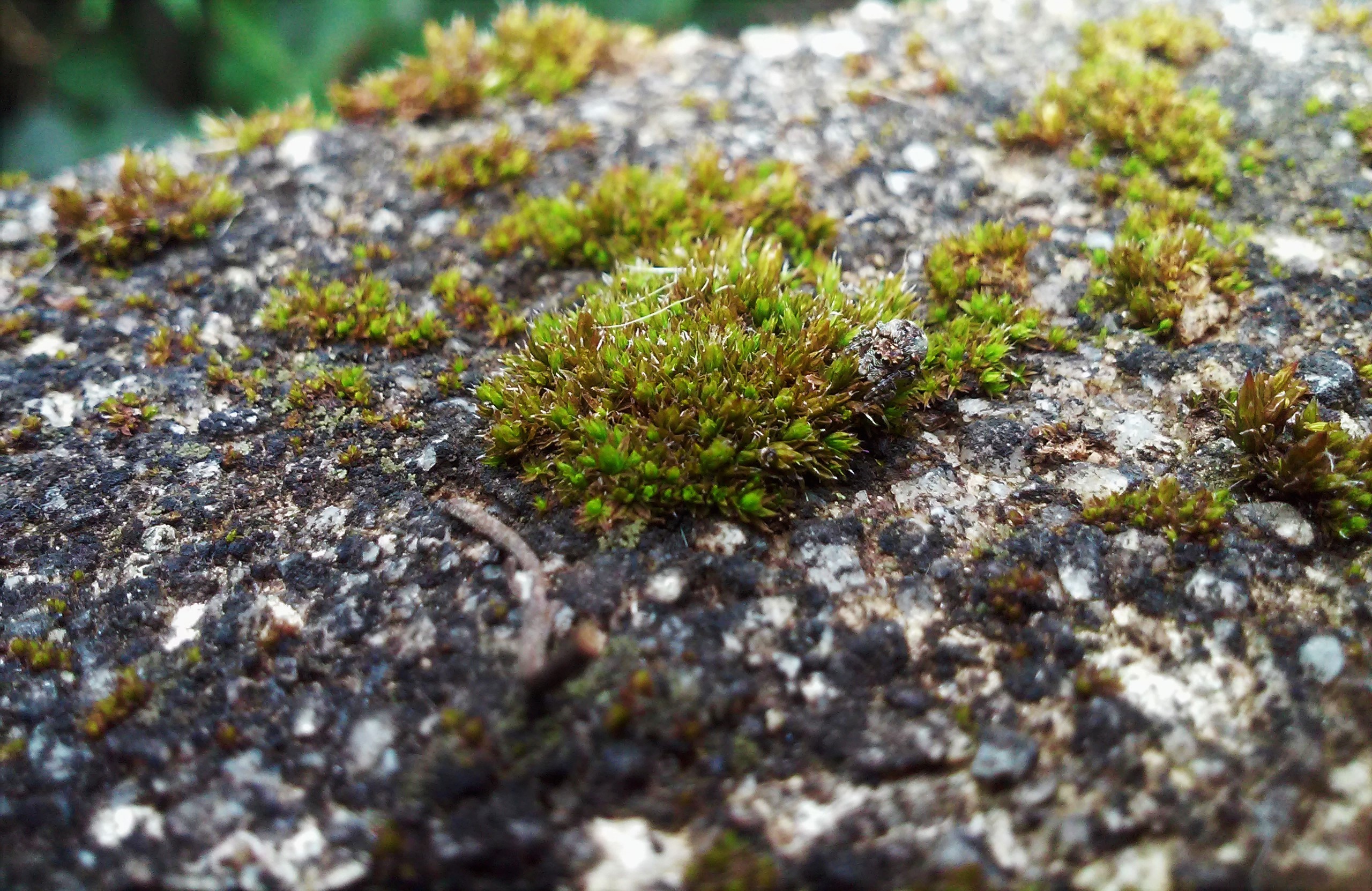 Wallpapers moss stone algae on the desktop