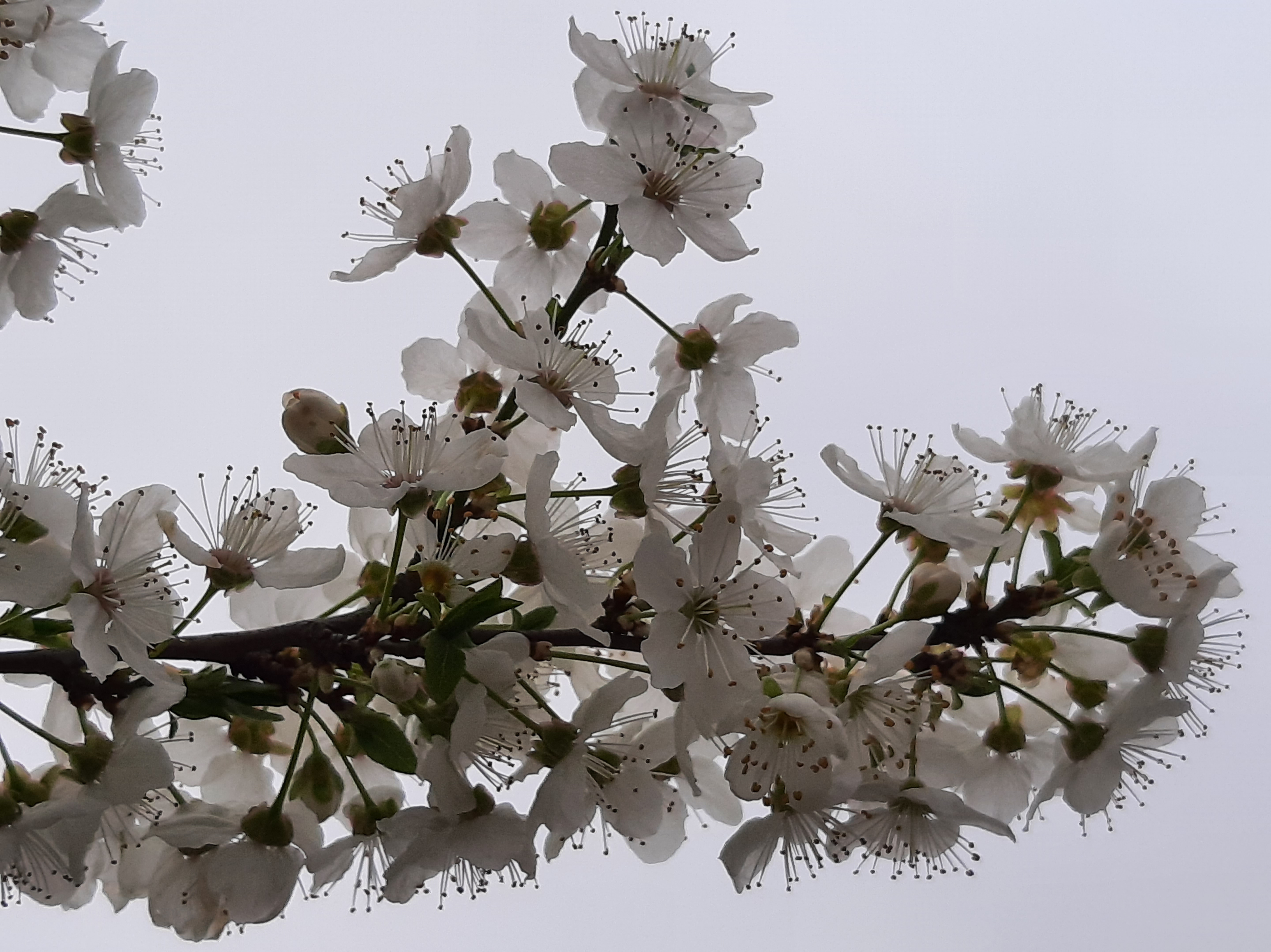 Wallpapers spring bloossom apricot on the desktop