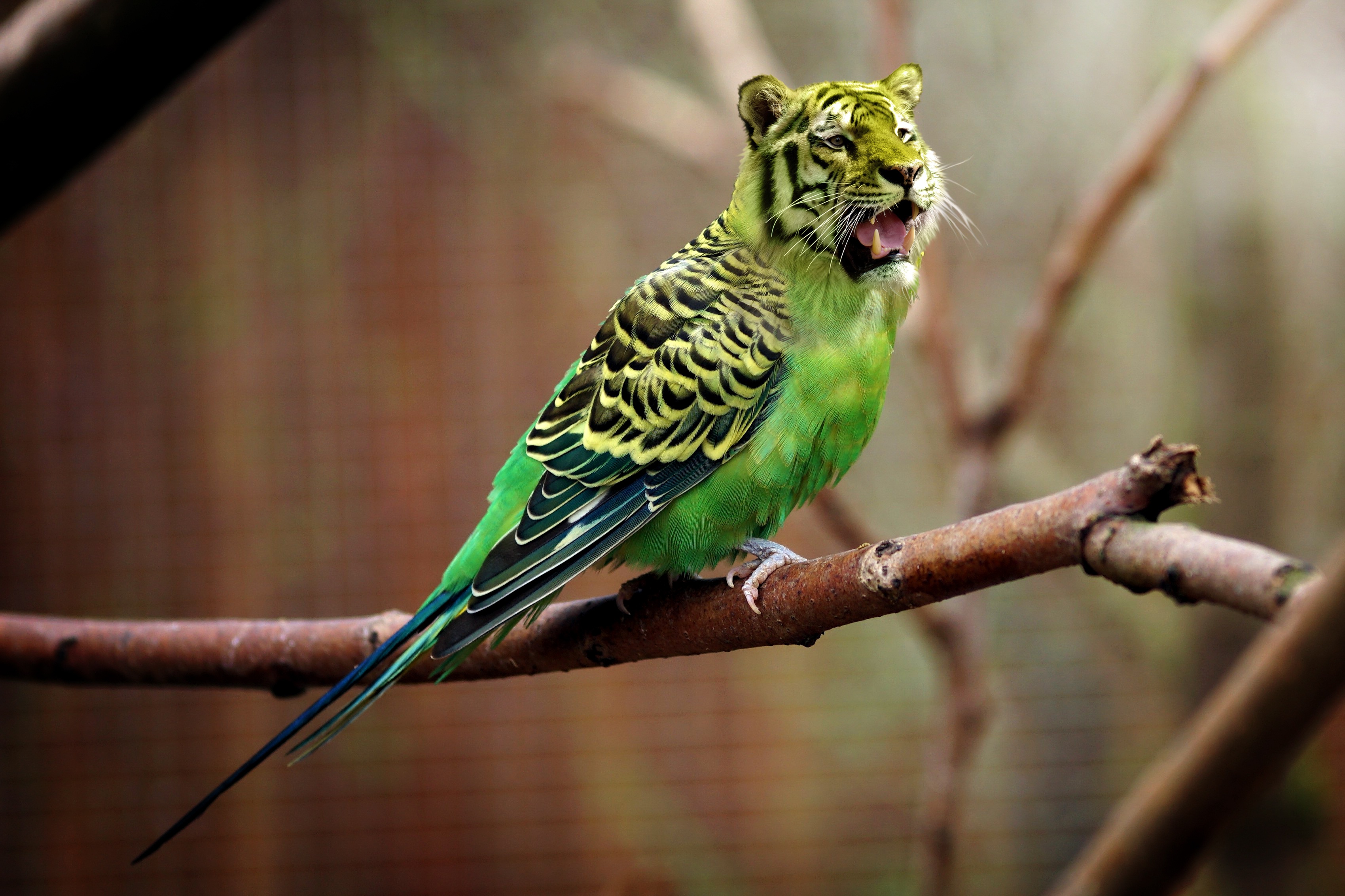 Wallpapers tiger wavy parrot photoshop on the desktop