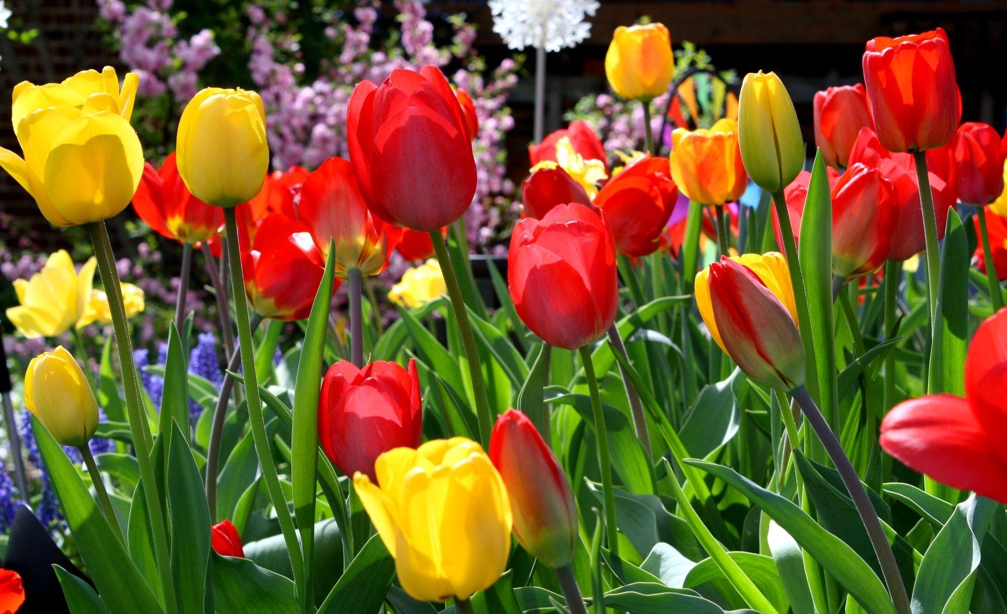 Wallpapers tulips flowers sunny on the desktop