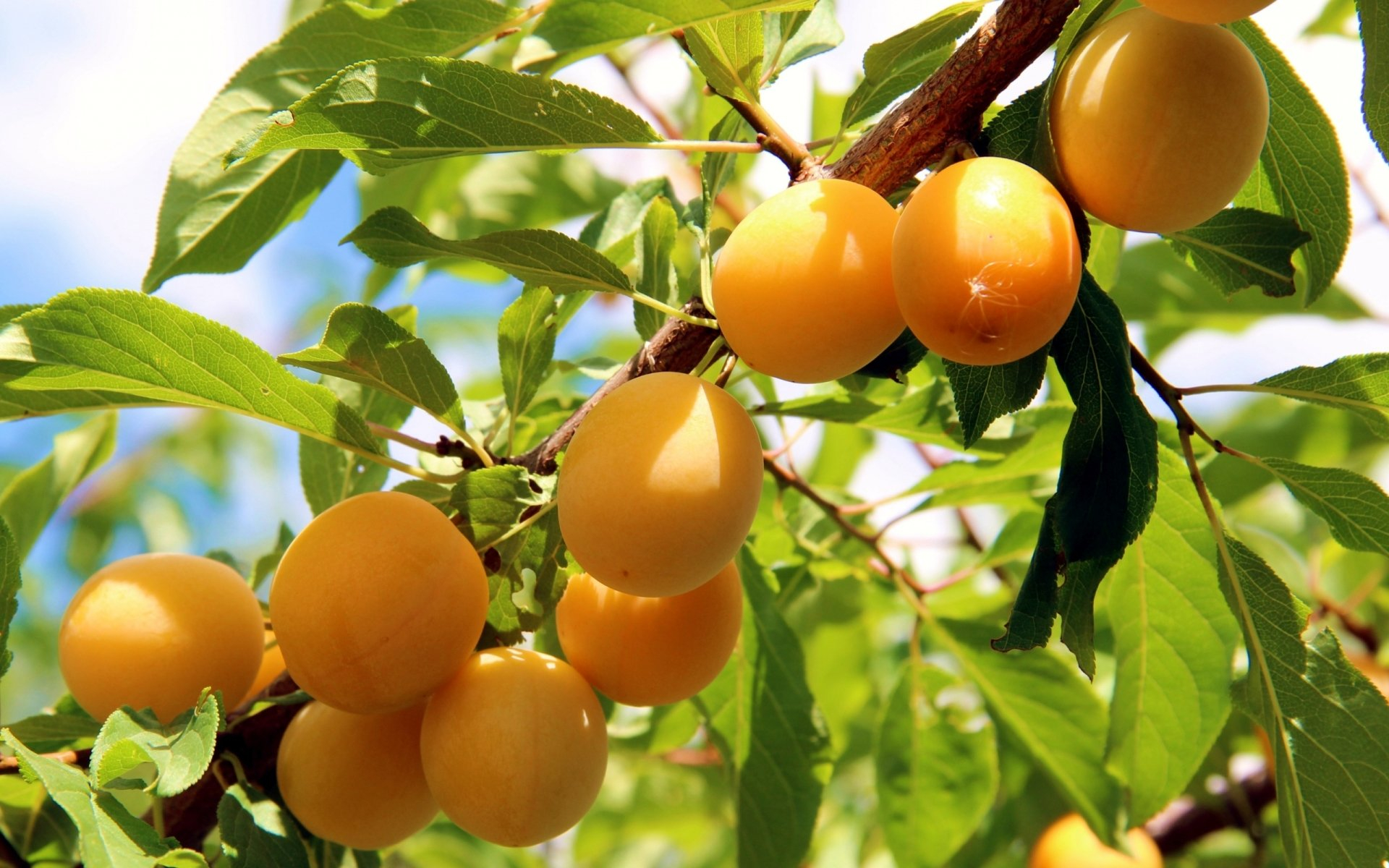 Juicy and ripe peaches on a tree branch