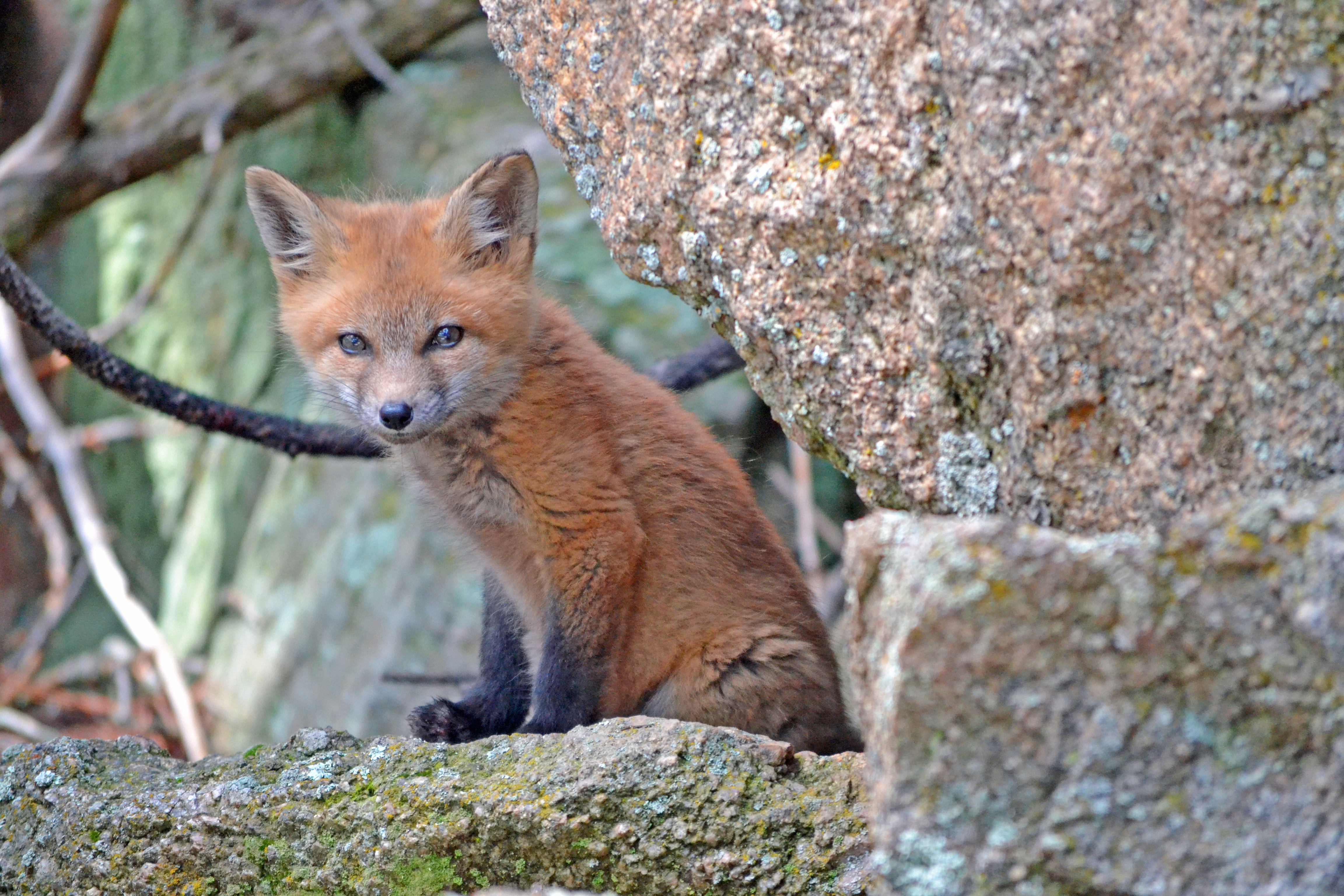一只小狐狸躲在石头后面