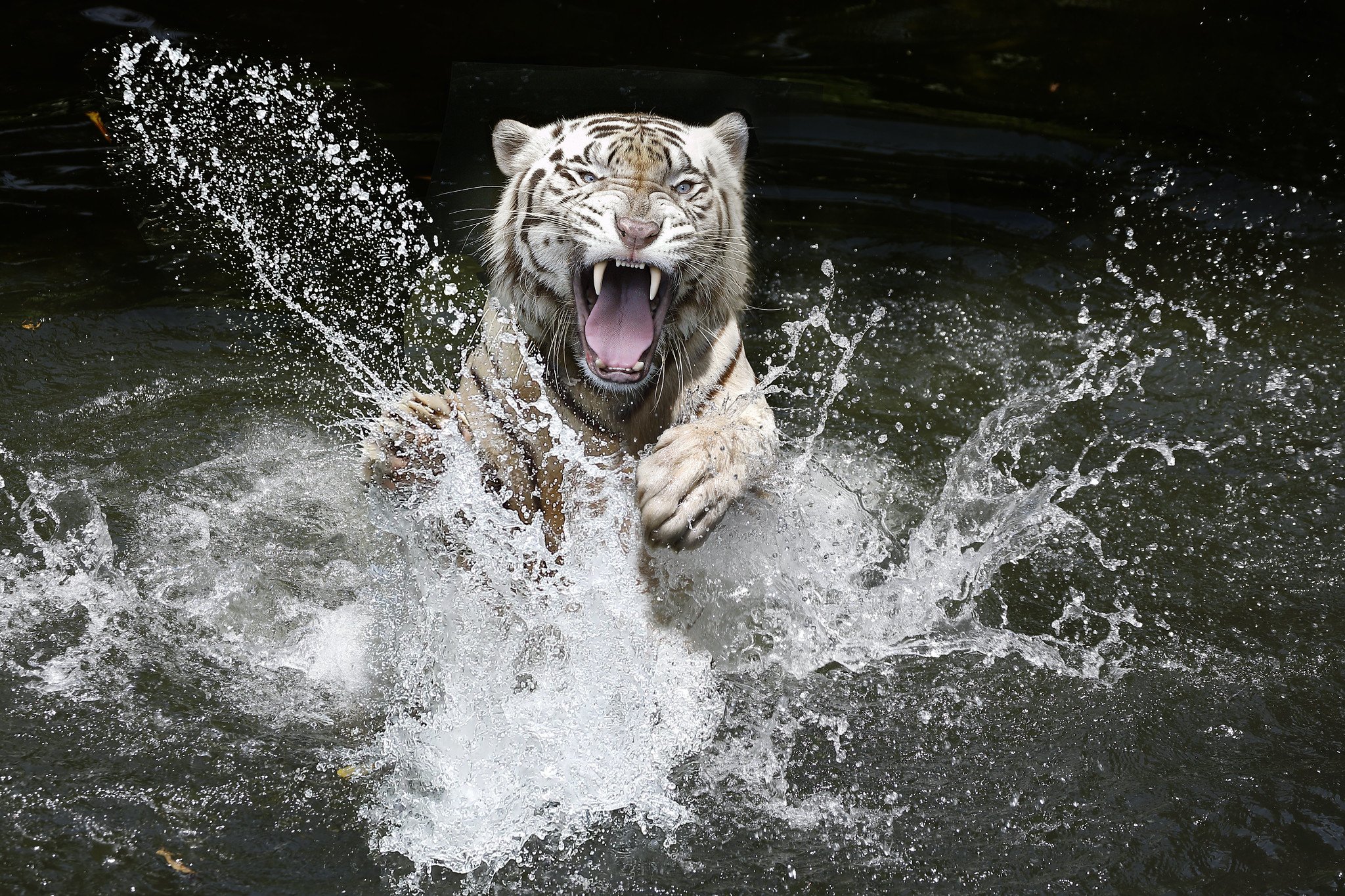 Free photo Angry white tiger