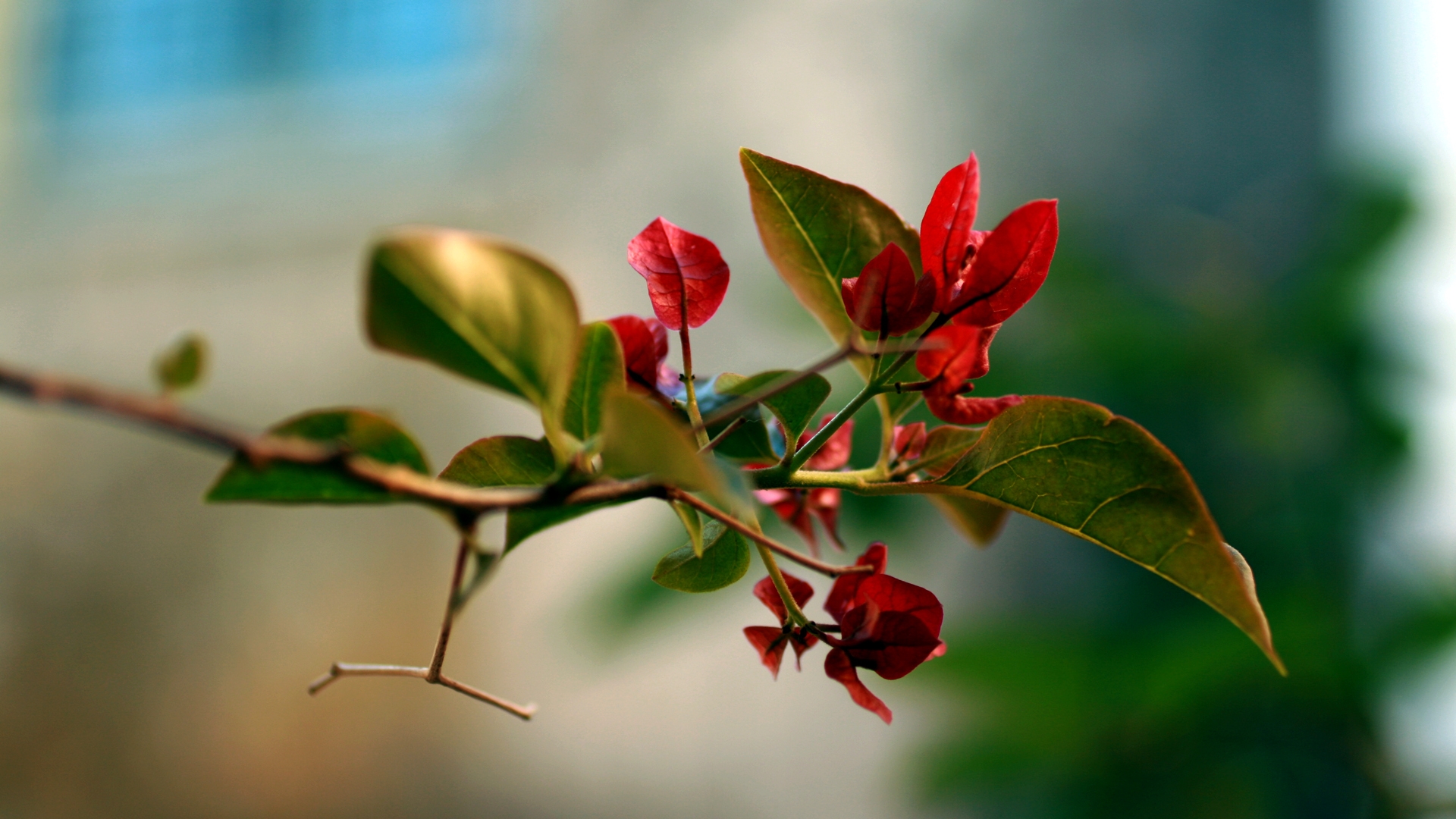 A sprig with red leaves